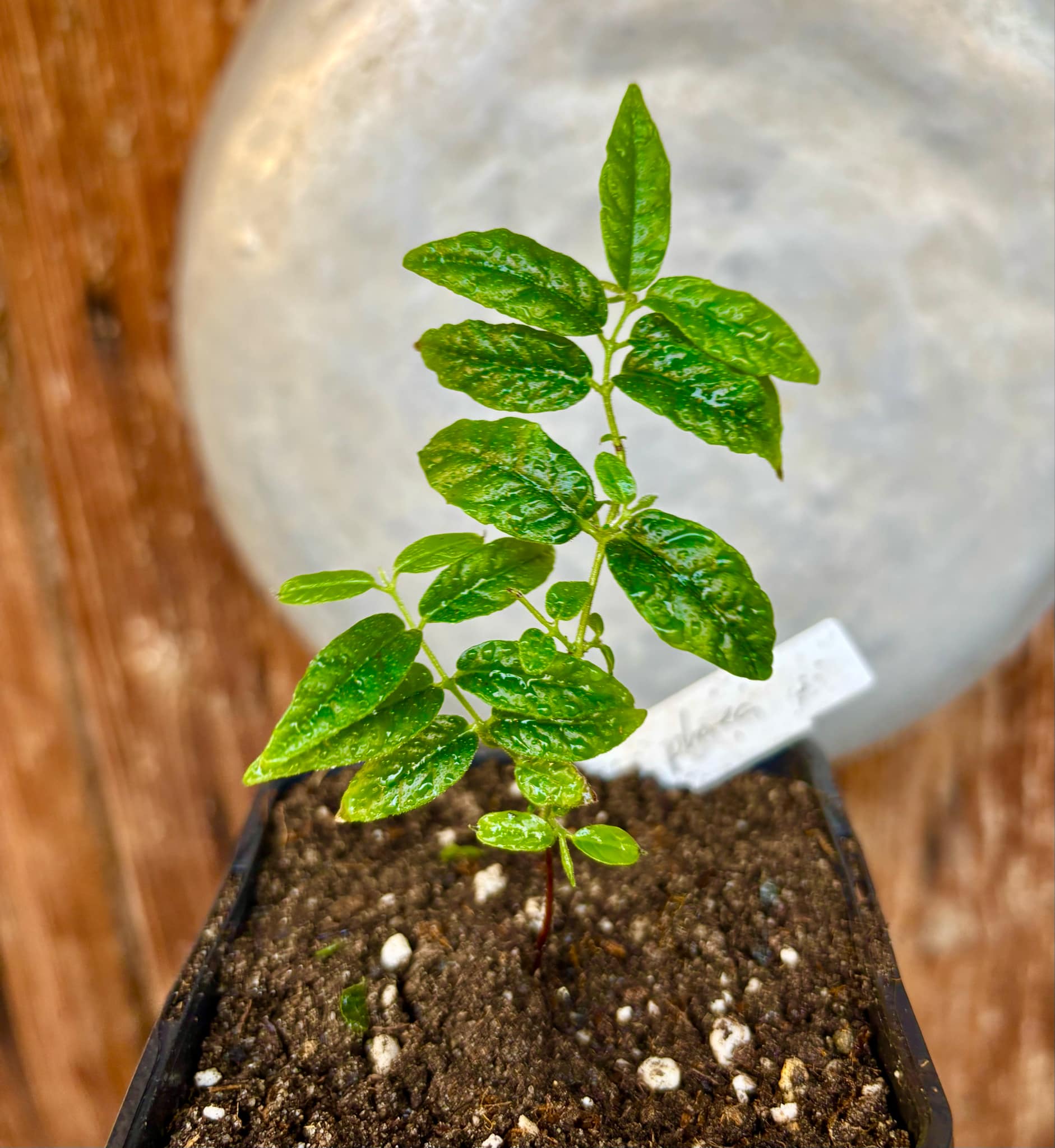 Campomanesia phaea - Flying Saucer Fruit - Cambuci  - 1  potted plant / 1 getopfte Pflanze