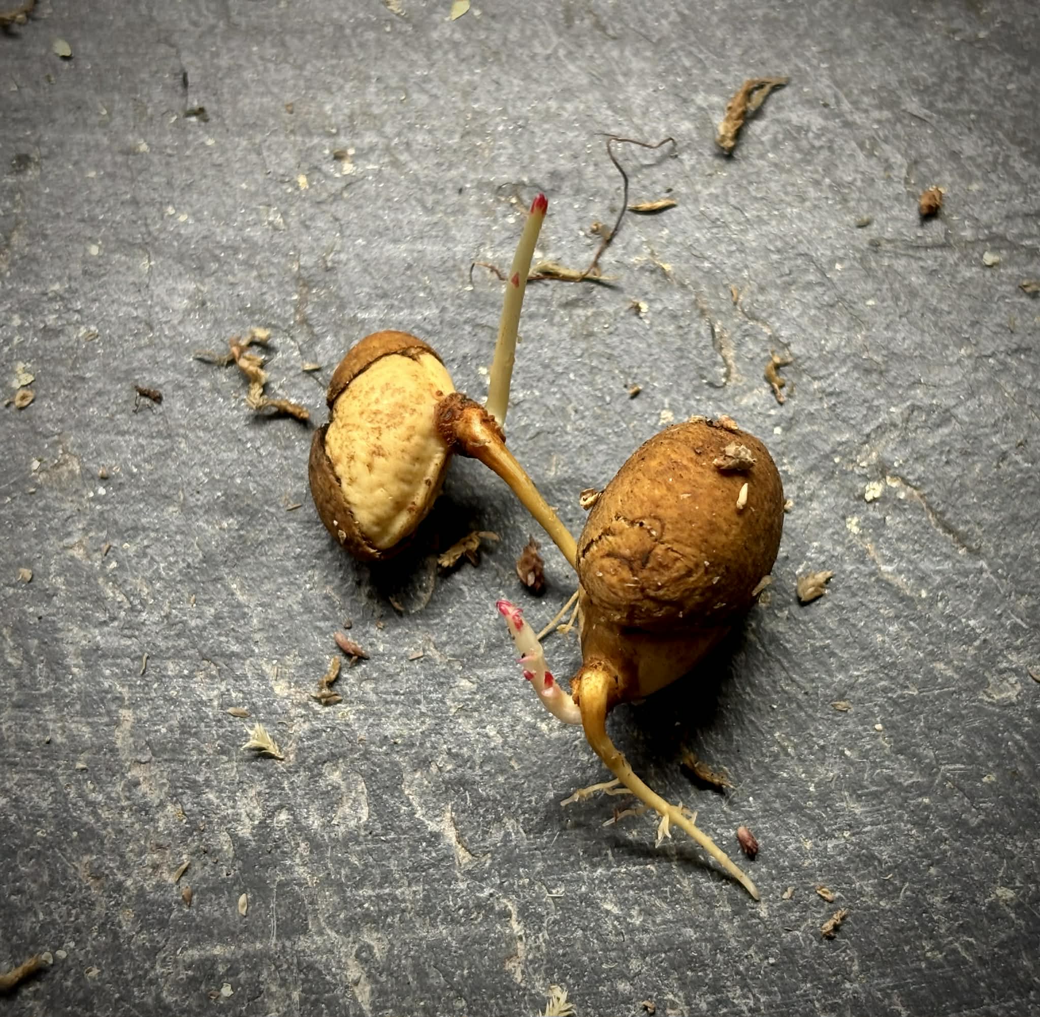 Eugenia sp Labisia -  1 germinated seed / 1 gekeimter Samen