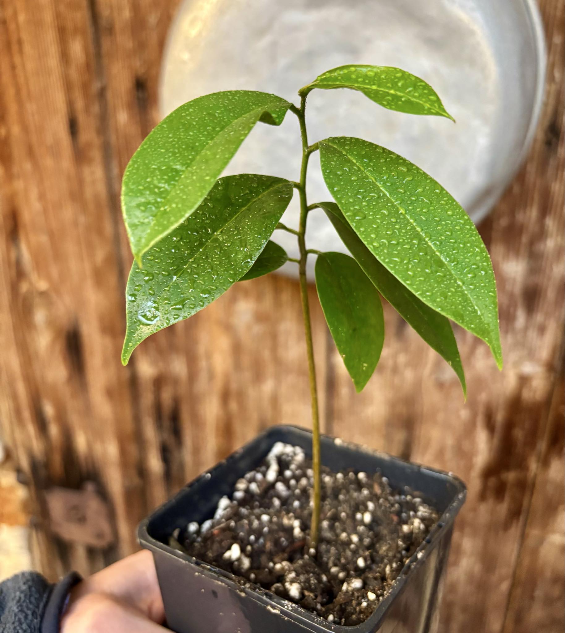 Annona muricata - Soursop / Stachelannone - 1 potted seedling / 1 getopfter Sämling