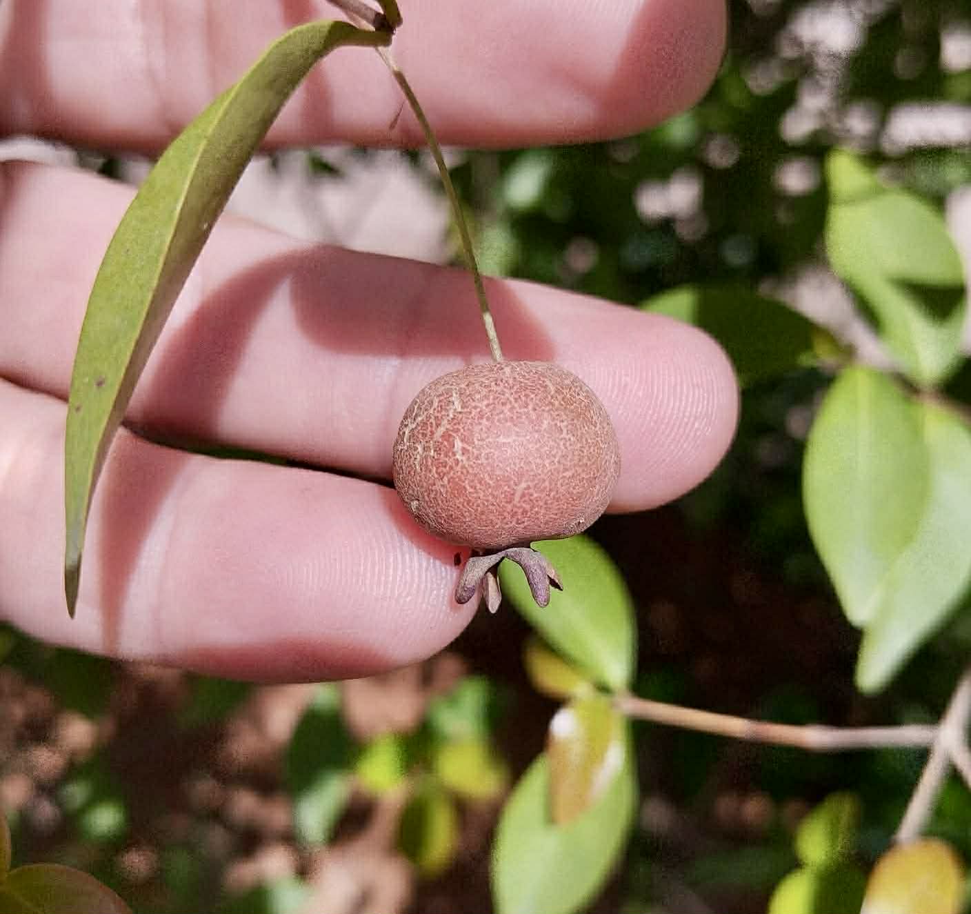 Pre Order - Eugenia sp Pitanguinha Orange - 1 fresh seed / 1 frischer Samen