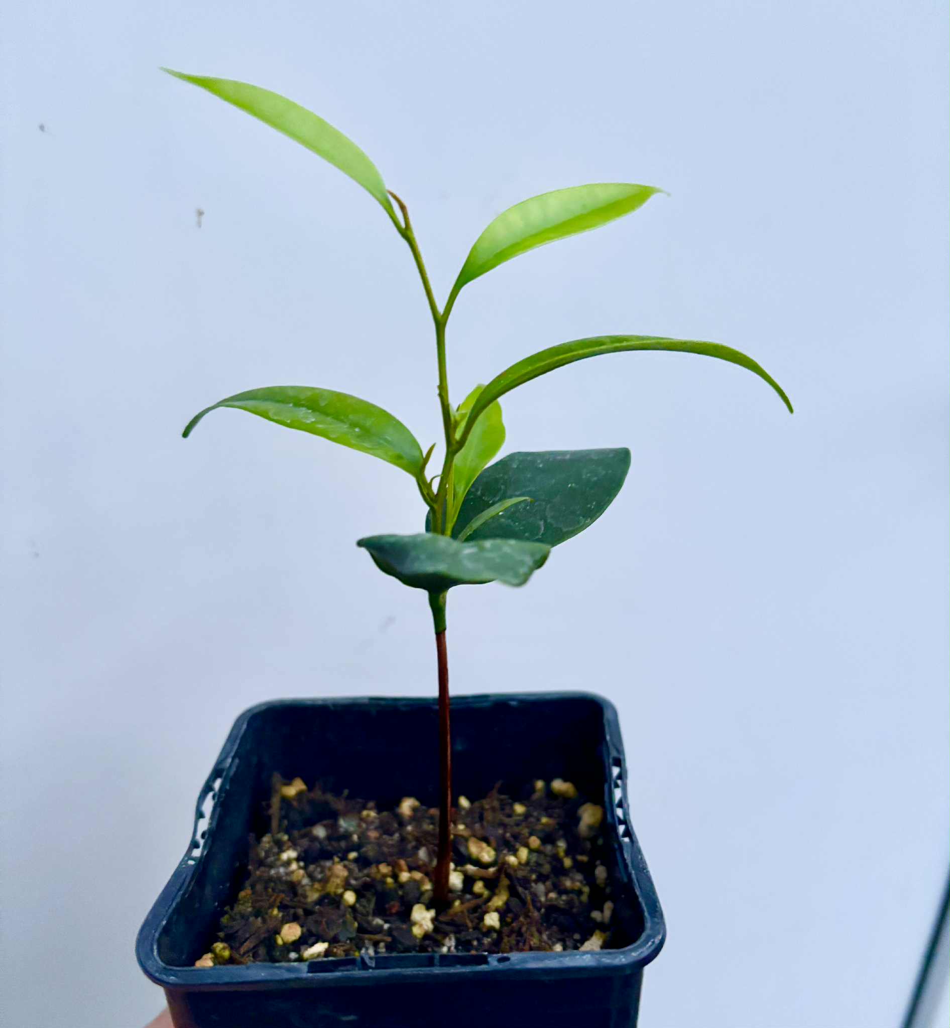 Diploon cuspidatum  -  1 potted seedling / 1 getopfter Sämling