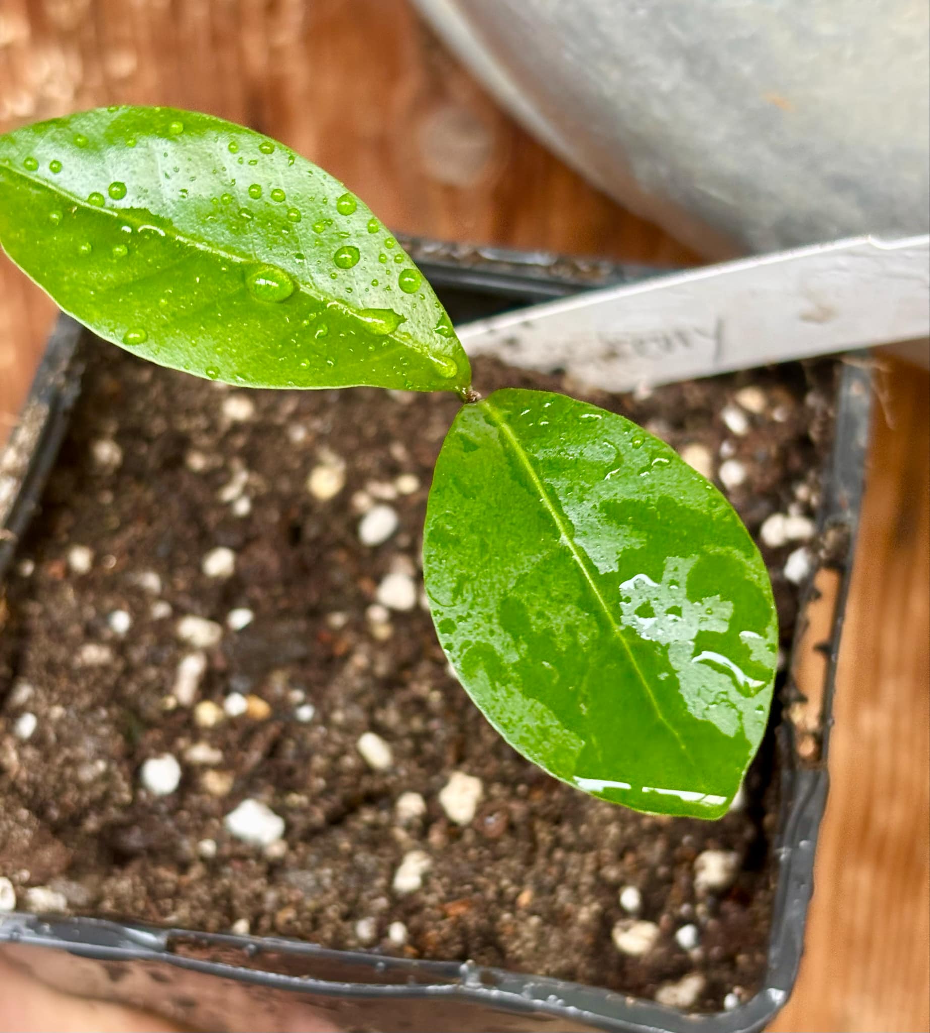 Glycosmis pentaphylla - Orangeberry / Ginberry -  1 small seedling / 1 kleiner Sämling
