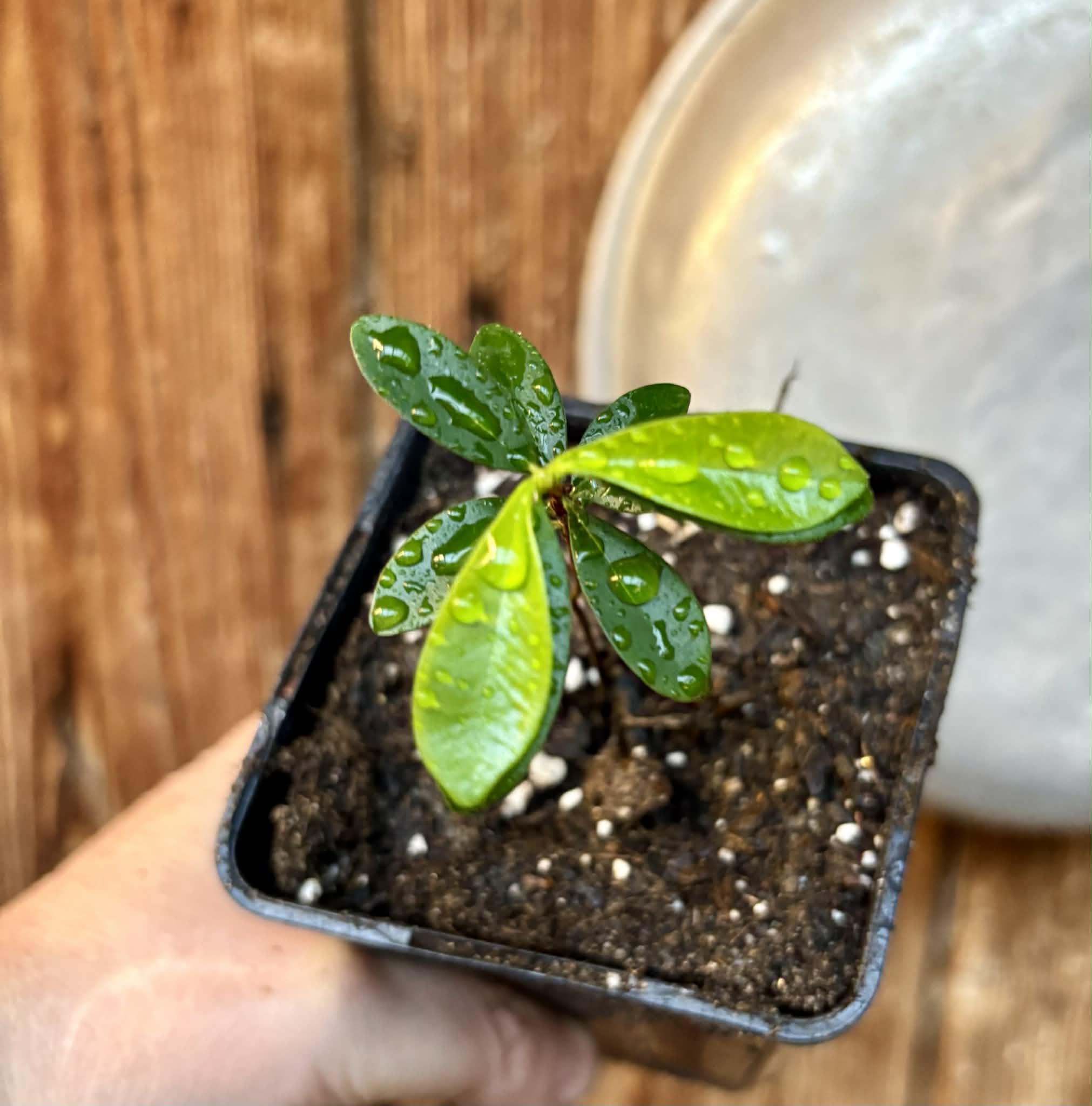 Eugenia mansoi - 1 potted seedling / 1 getopfter Sämling