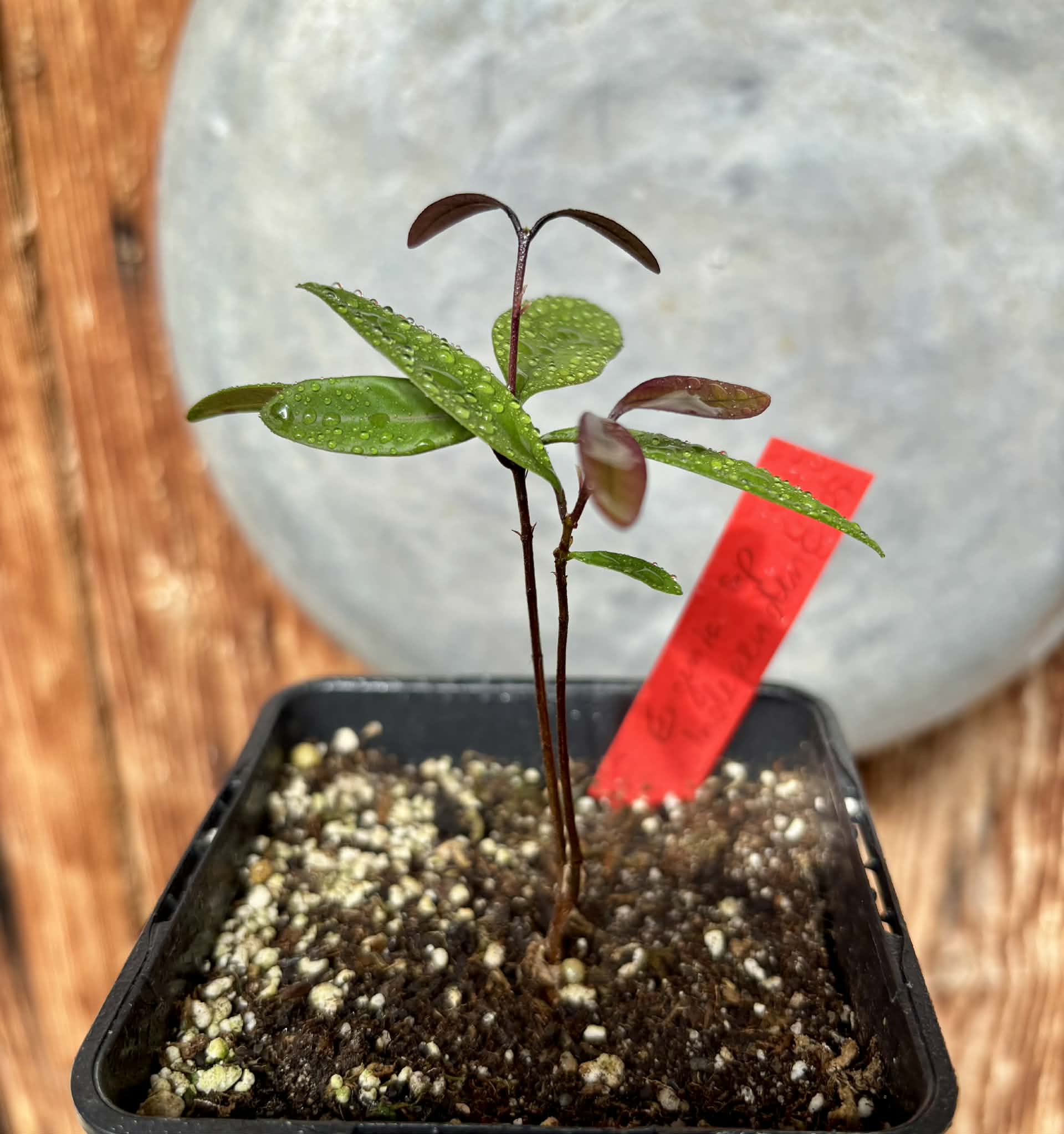 Eugenia sp Independencia - 1 potted plant / 1 getopfte Pflanze