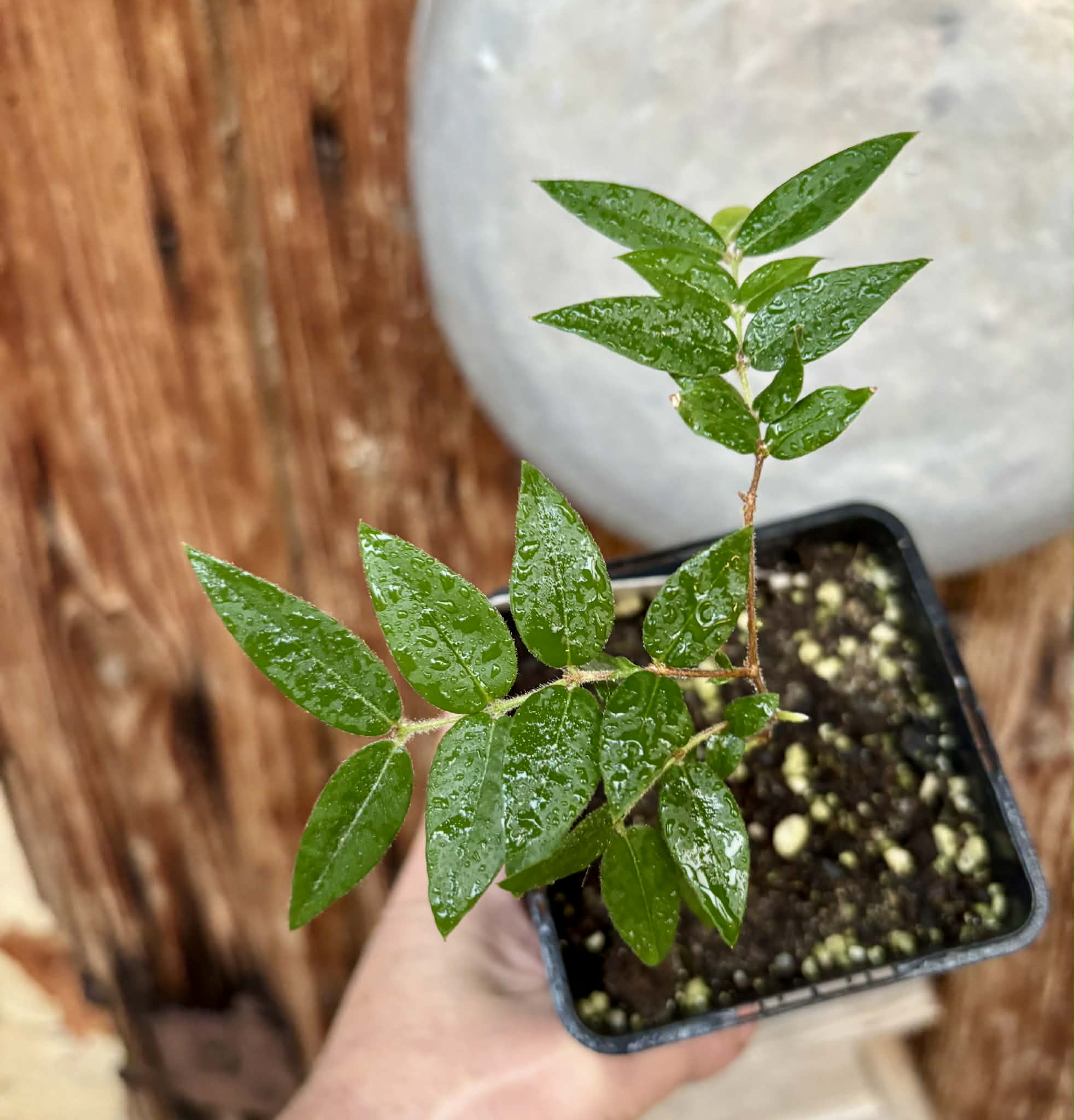 Myrciaria sp Cabeludinha preta (Blue Glomerata) - 1 pottet seedling / 1 getopfter Sämling
