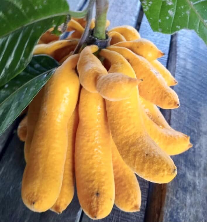 Civet Banana (Uvaria grandiflora) -  1 fresh seed / 1 frischer Samen