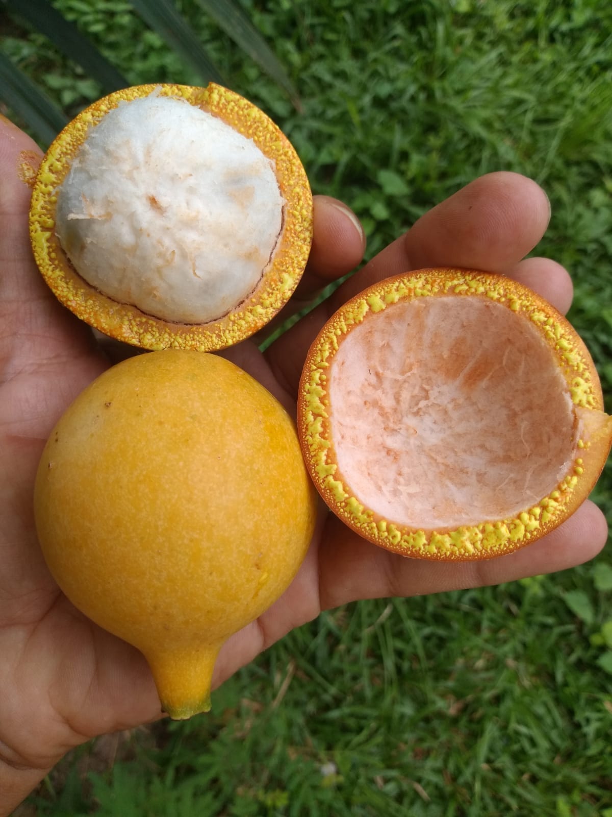 Bacupari Mexico (Garcinia brasiliensis) -  1 potted seedling / 1 getopfter Sämling