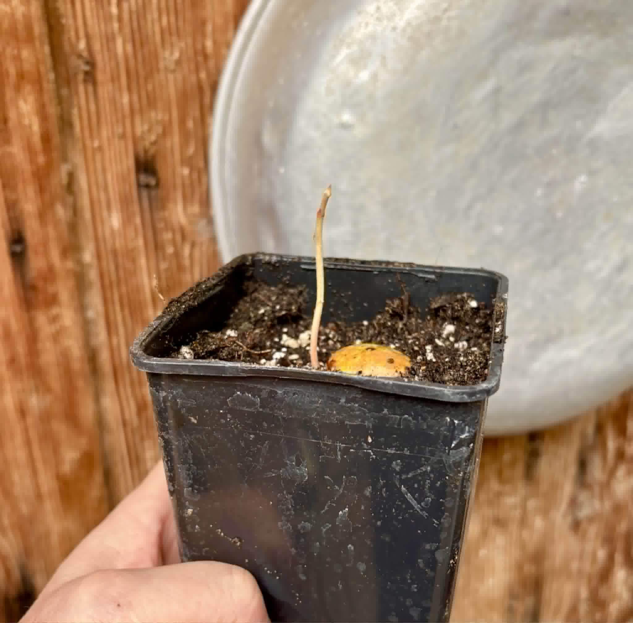 Garcinia bahiensis - 1 potted seedling / 1 getopfter Sämling