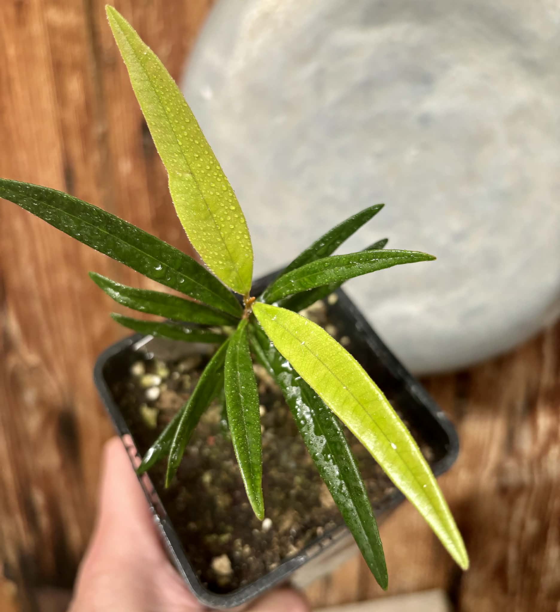 Myrcia luschnathiana -  1 potted seedling / 1 getopfter Sämling