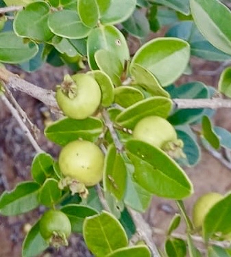 4 in 1 pot - Psidium sp. Caetité   - 4 seedlings in one pot / 4 Sämlinge in einem Topf
