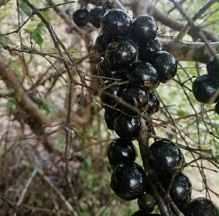 Pre Order - Plinia sp Lagoa black -  1 fresh seed / 1 frischer Samen