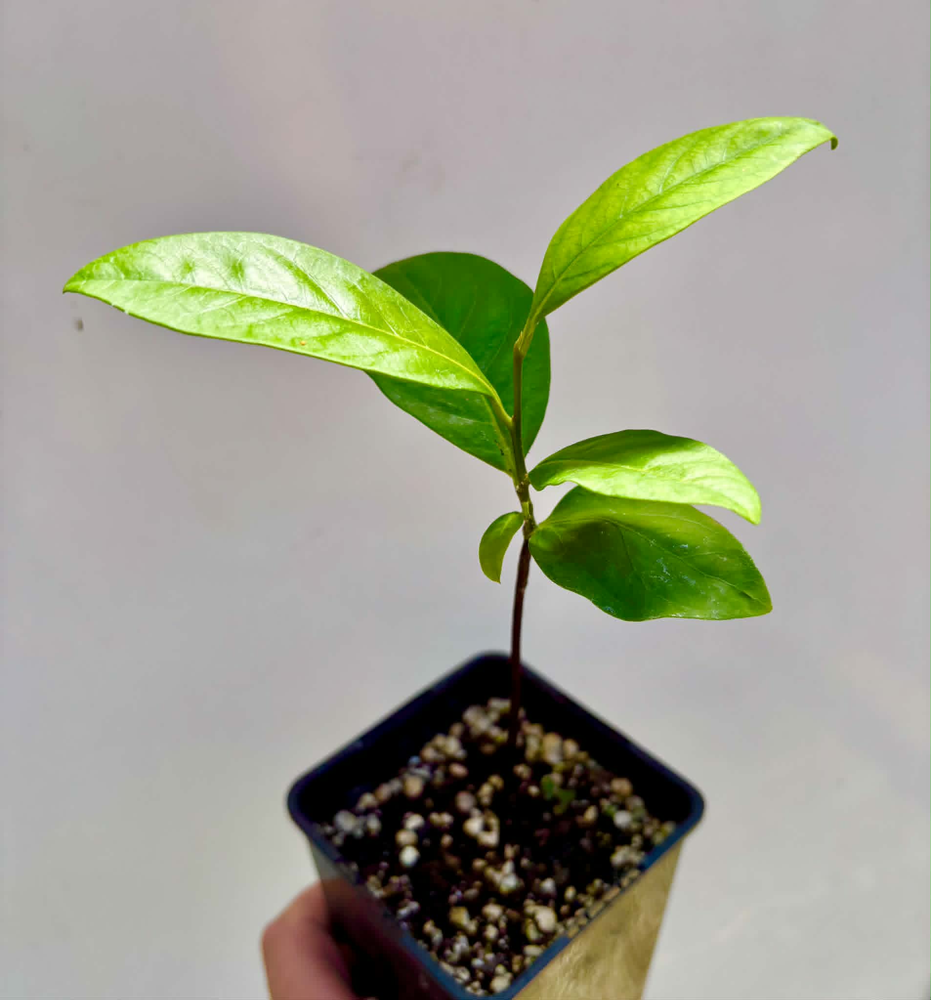Diospyros nigra - Black Sapote var. Bernecker - 1 potted seedling / 1 getopfter Sämling