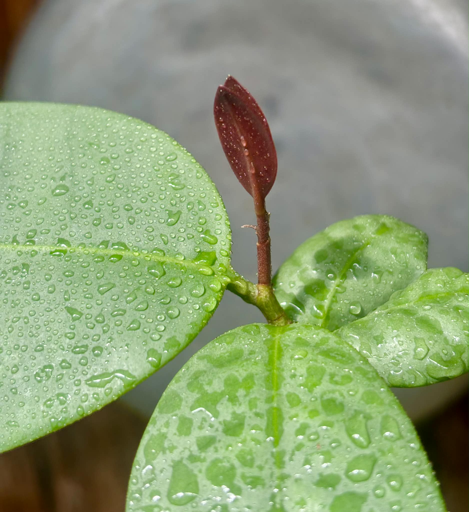 Eugenia sp Unana -  1 potted seedling / 1 getopfter Sämling