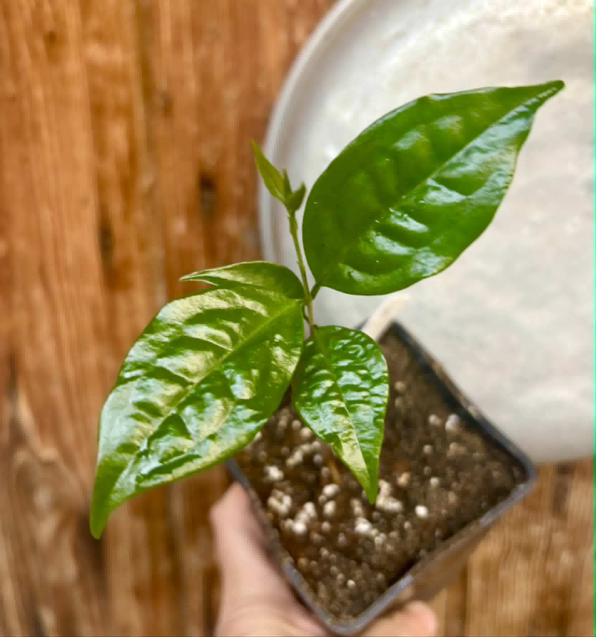 Eugenia sp Carambola - 1 potted seedling / 1 getopfter Sämling