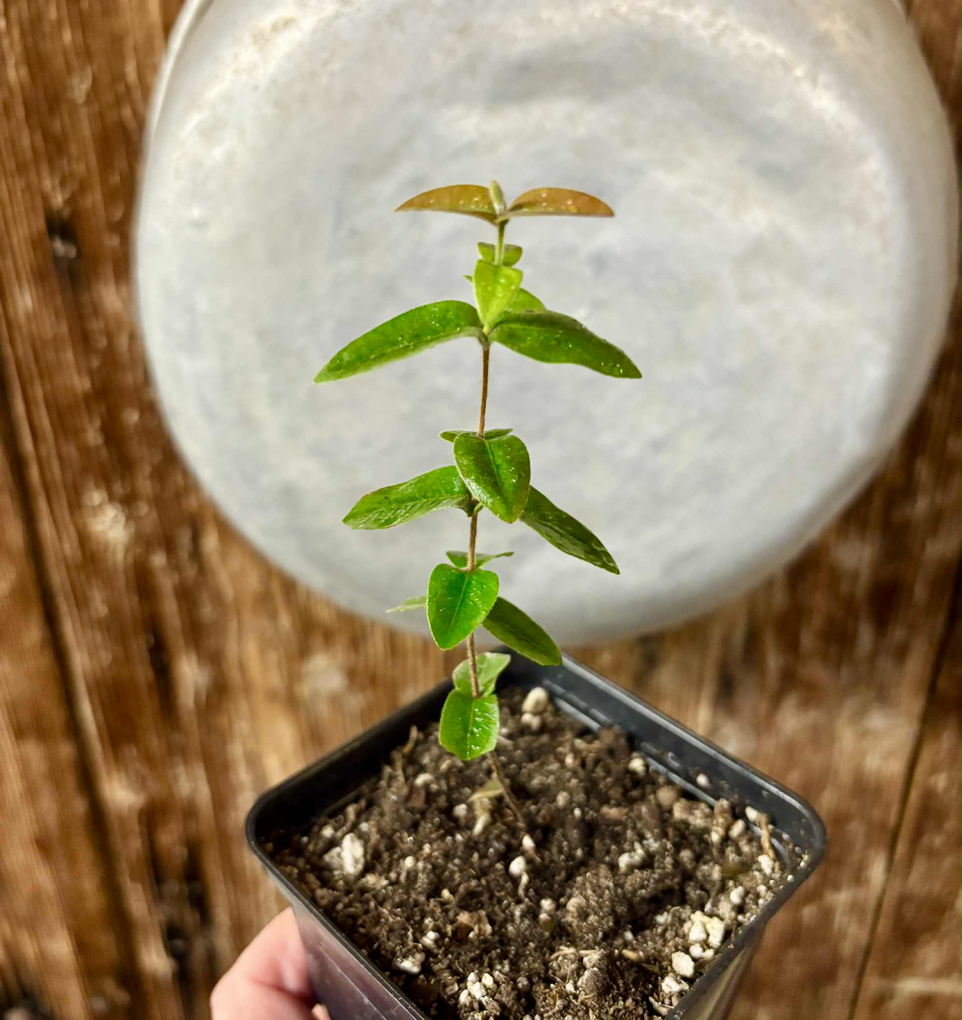Myrciaria caerulescens (Roxa - Blue Guaquiea) - 1 potted seedling / 1 getopfter Sämling