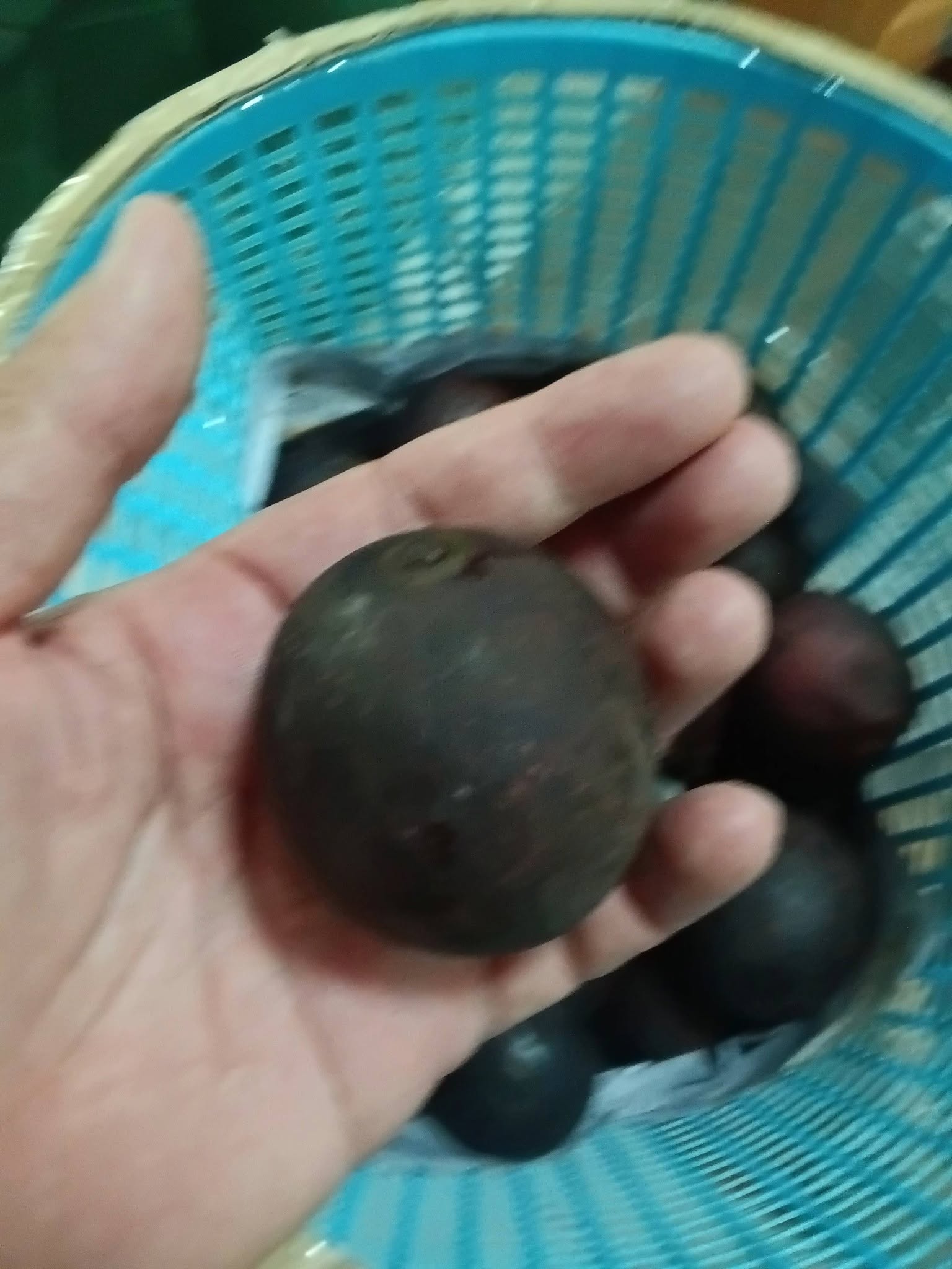 Mangifera quadrifida - 1 fresh seed / 1 frischer Samen