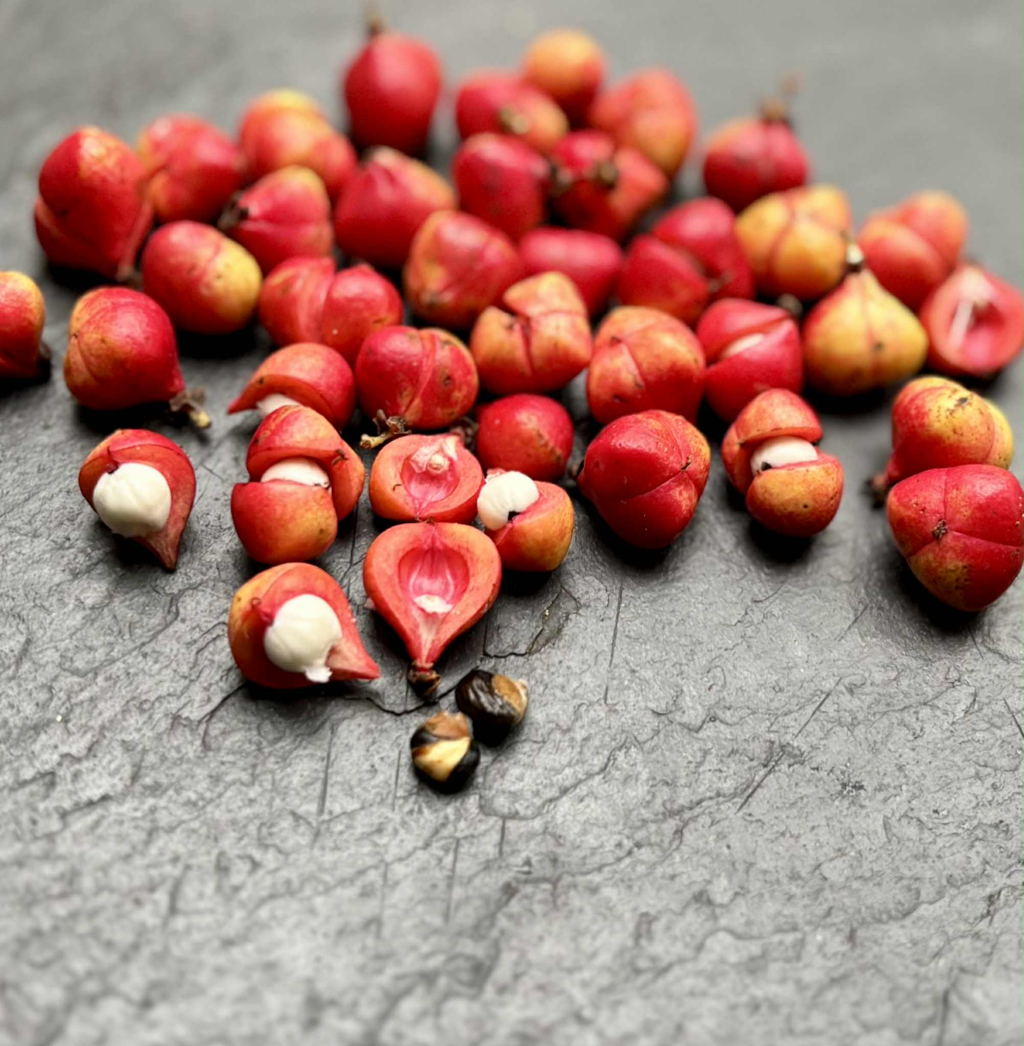 Guaraná (Paullinia cupana) - 1 germinated seed / 1 gekeimter Samen