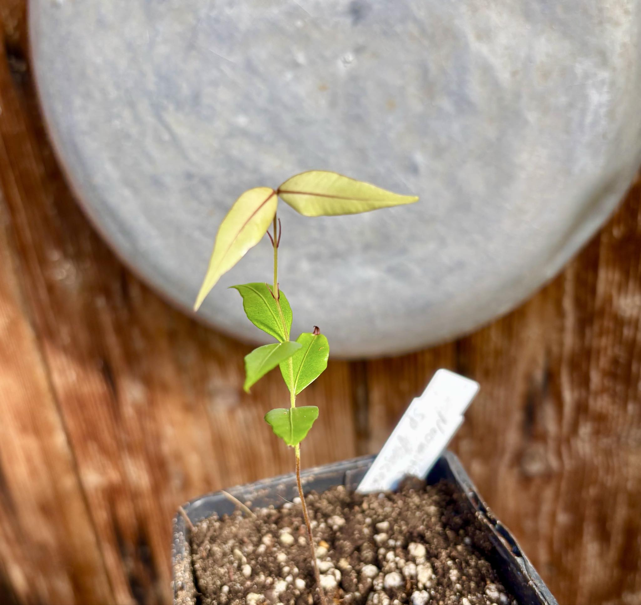 Neomitranthes sp Vinaceo - 1 small potted seedling / 1 kleiner, getopfter Sämling