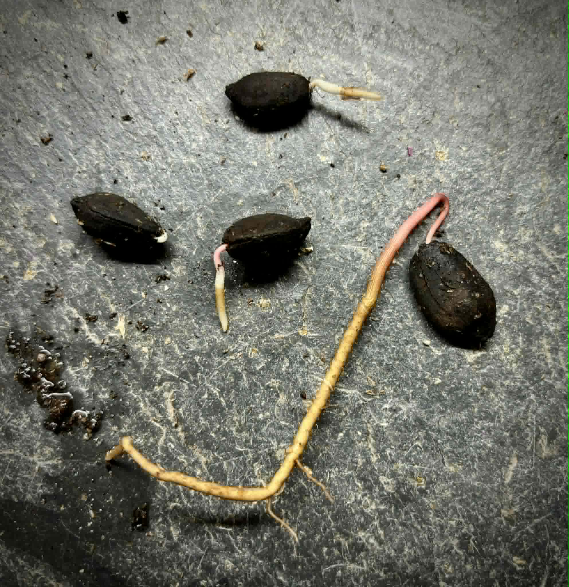 Yara Yara (Duguetia lepidota)  - 1 germinated seed / 1 germinated seed