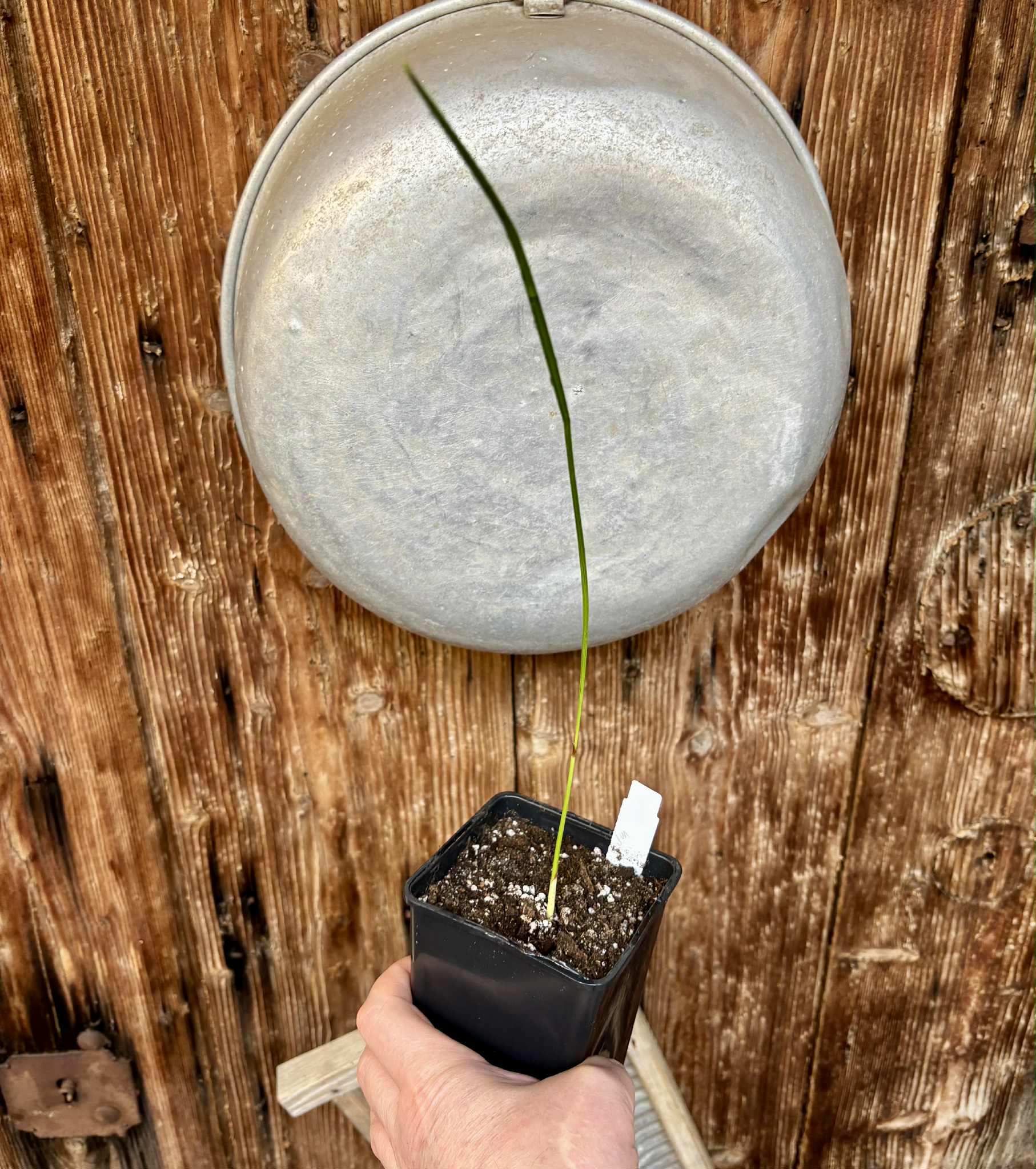 Jelly Palm (Butia odorata) -  1 potted plant / 1 getopfte Pflanze