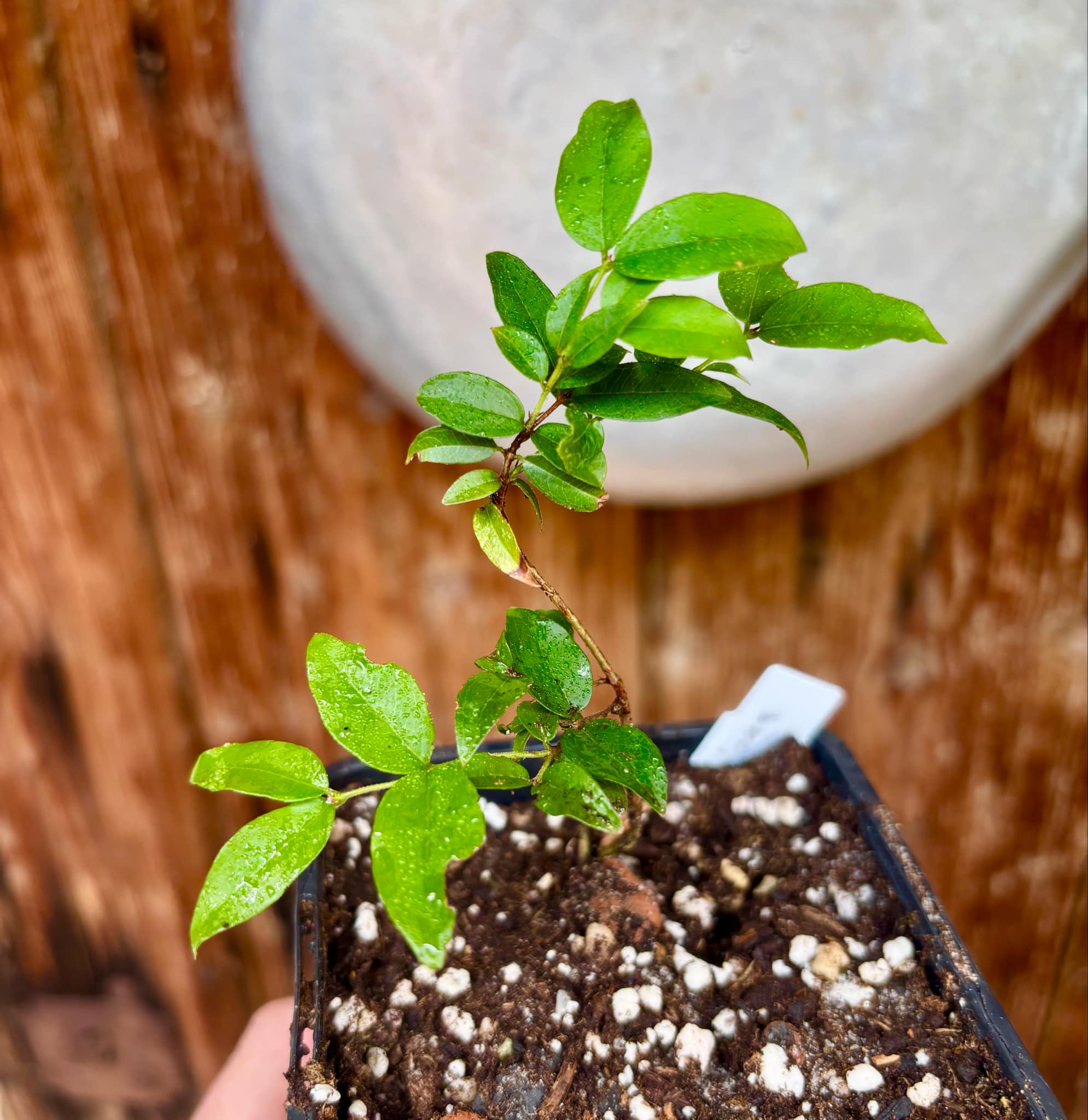 1.5 years old - Plinia sp peruana - 1 potted plant / 1 getopfte Pflanze