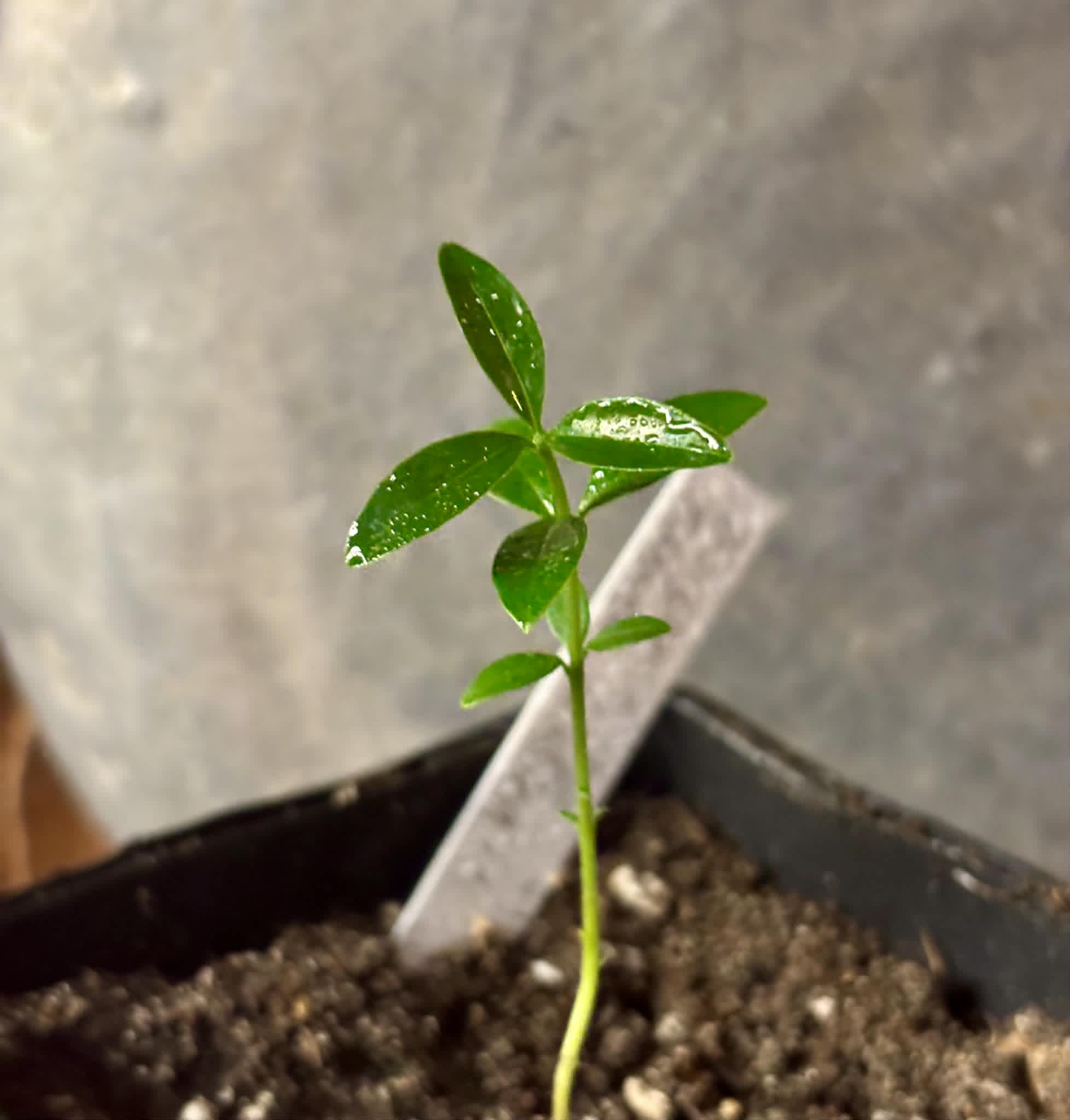 Eugenia sp. Pitanga Itobira -  1 potted seedling / 1 getopfter Sämling
