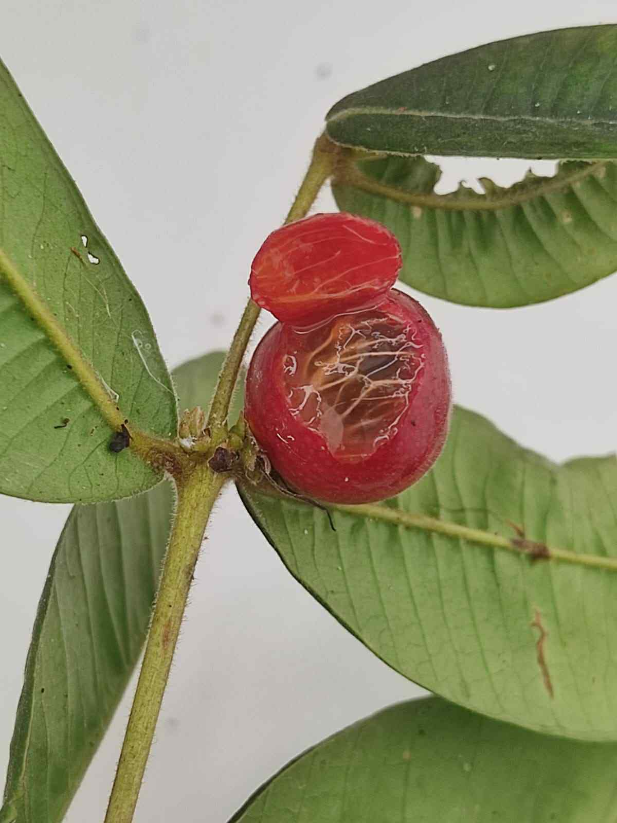 Myrciaria sp Ibirapitanga -  1 fresh seed / 1 frischer Samen