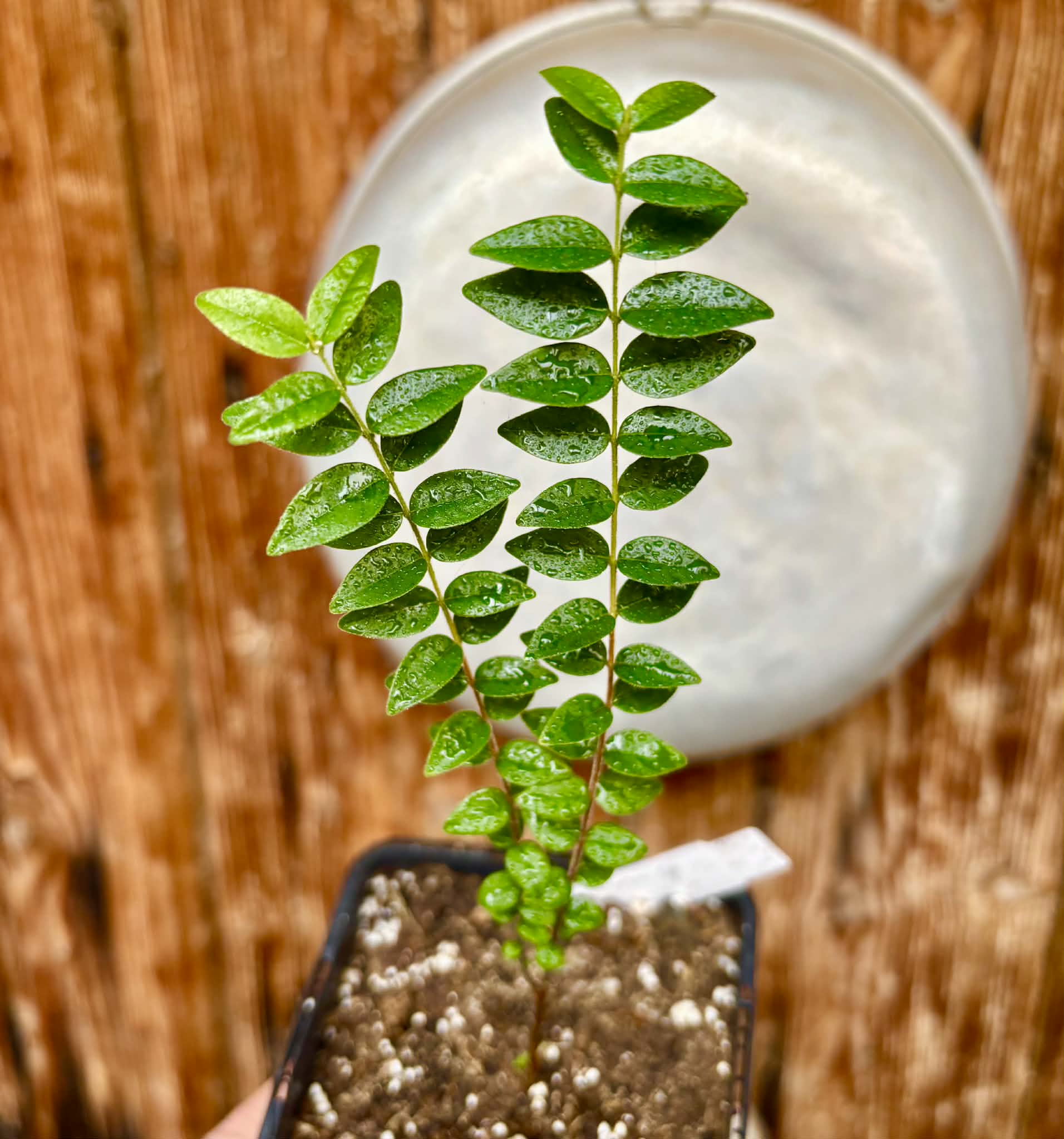 Myrciaria sp Pastora - 1 potted seedling / 1 getopfter Sämling