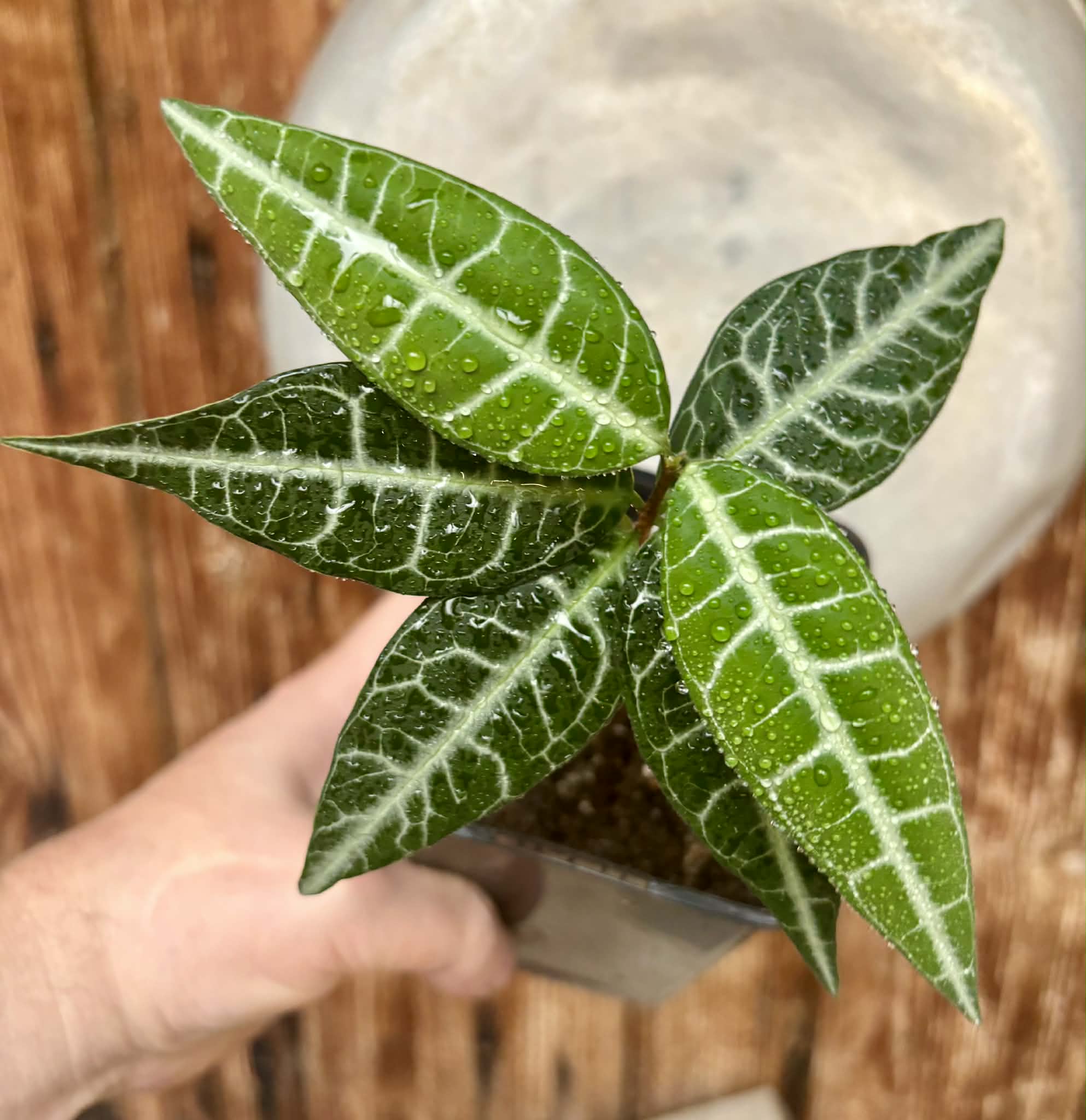 Eugenia sp Labisia -  1 potted plant / 1 getopfte Pflanze