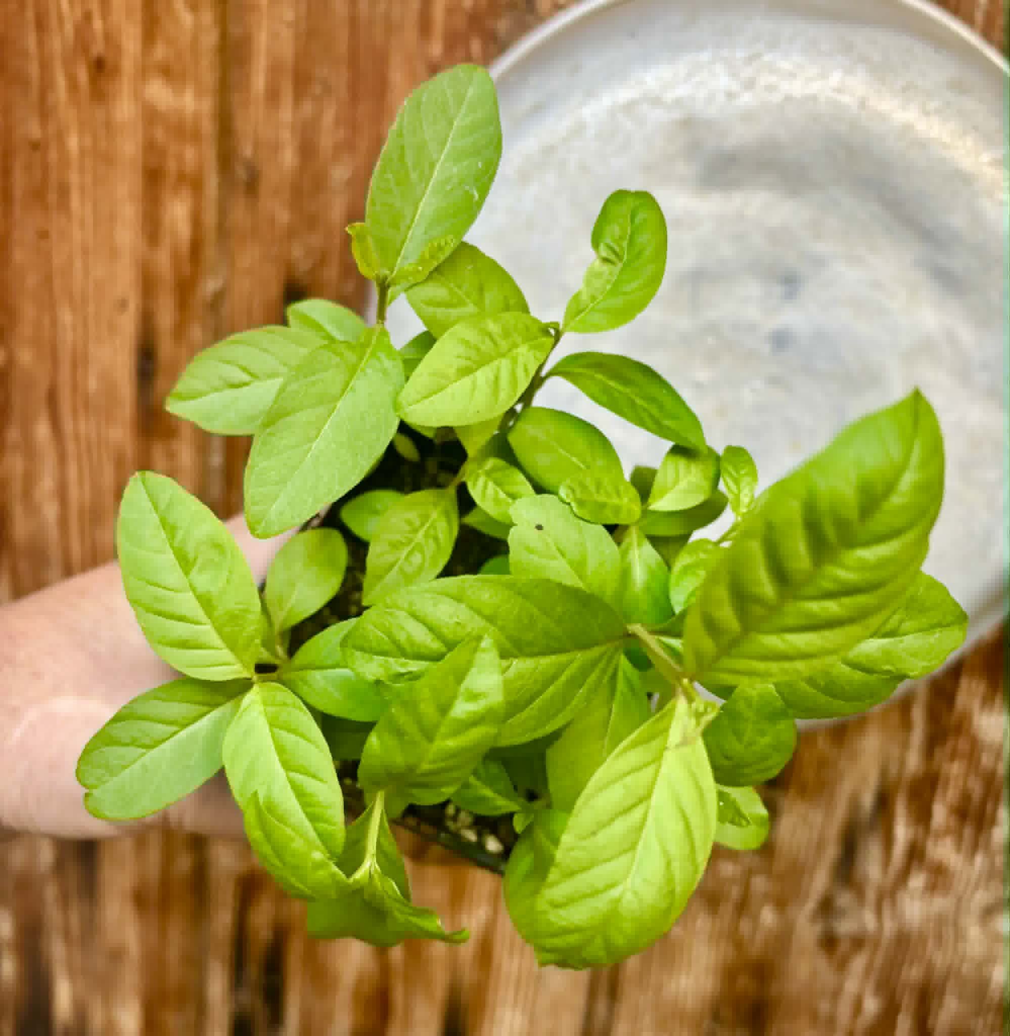 12 in 1 pot - Psidium guajava  "Paluma"  - 12 seedlings in one pot / 12 Sämlinge in einem Topf