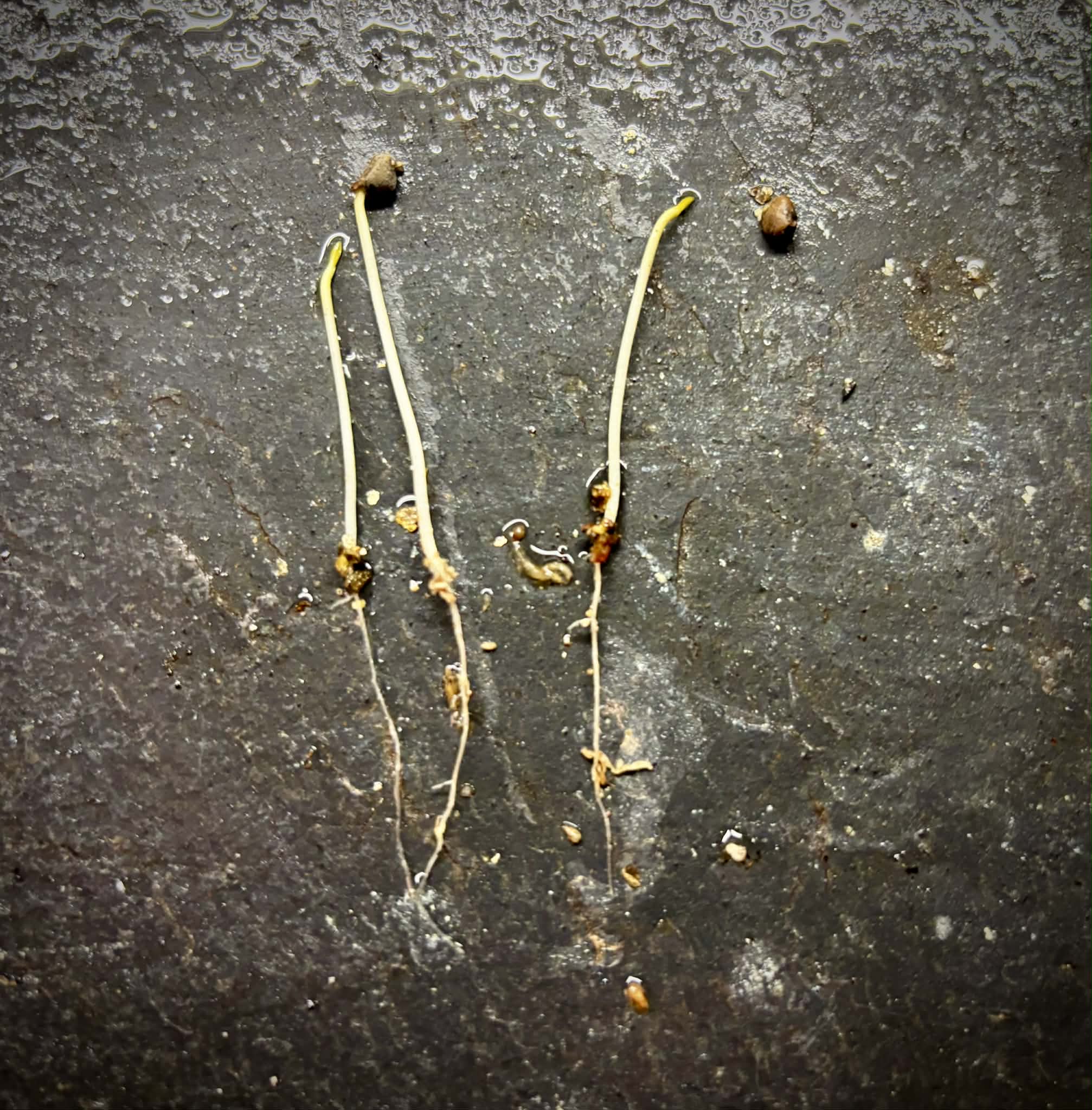 Narrow Leaf Guava (Psidium striatulum)  - 3 germinated seeds / 3 gekeimte Samen