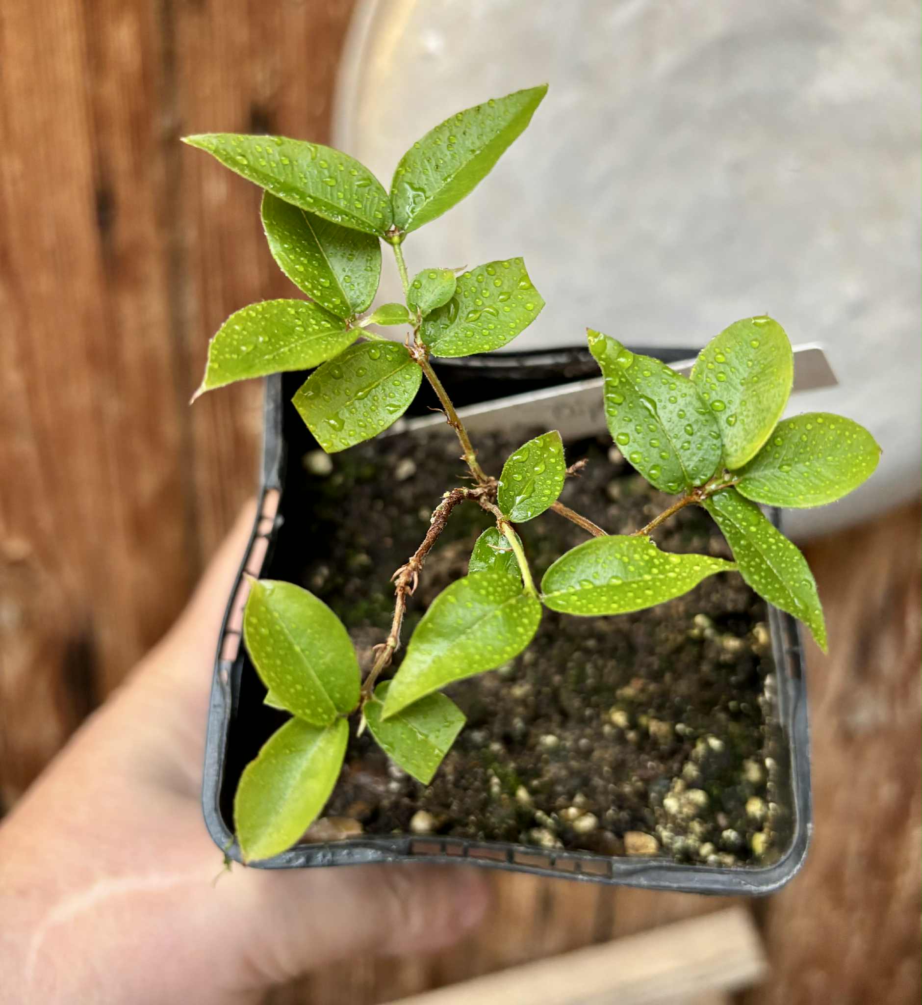Jaboticaba Oipirinha (Plinia sp) - 1 potted seedling / 1 getopfter Sämling