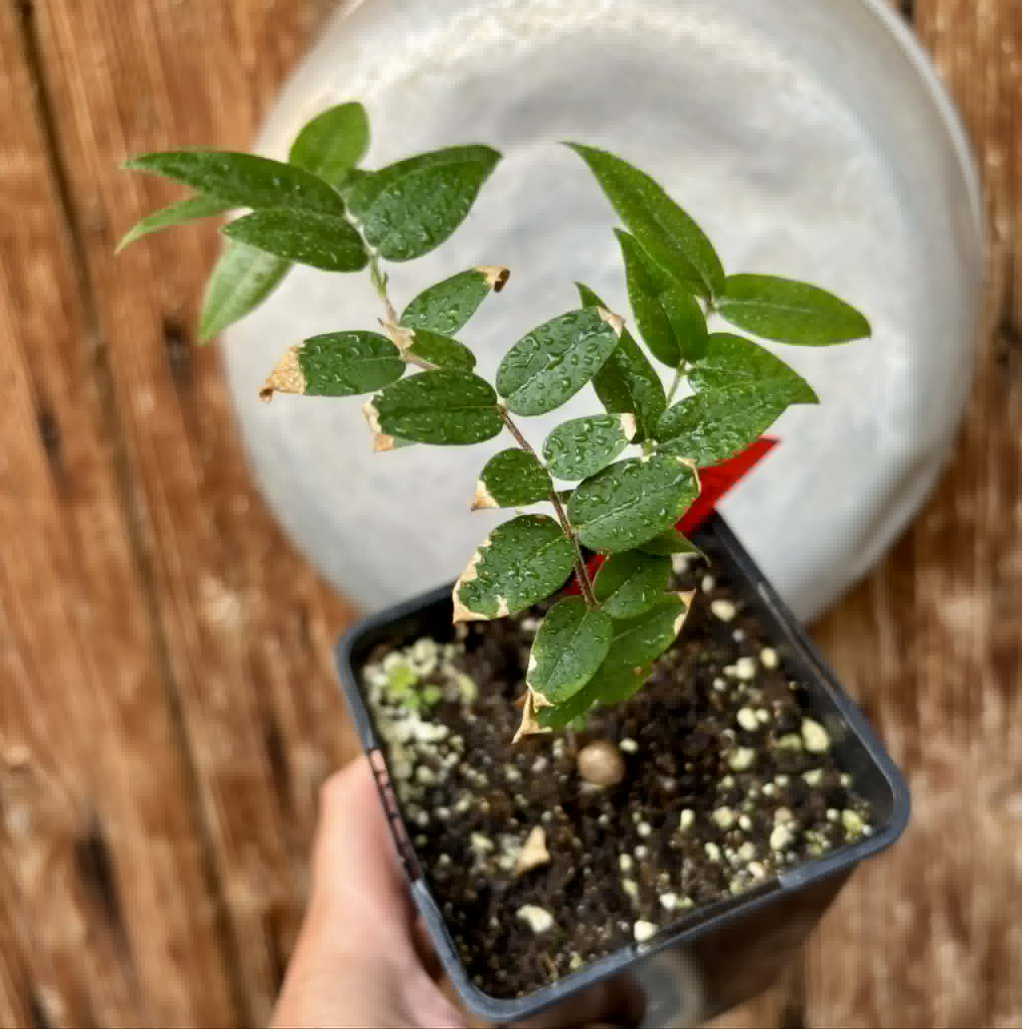 Myrciaria aff plinioides-  1 potted seedling / 1 getopfter Sämling