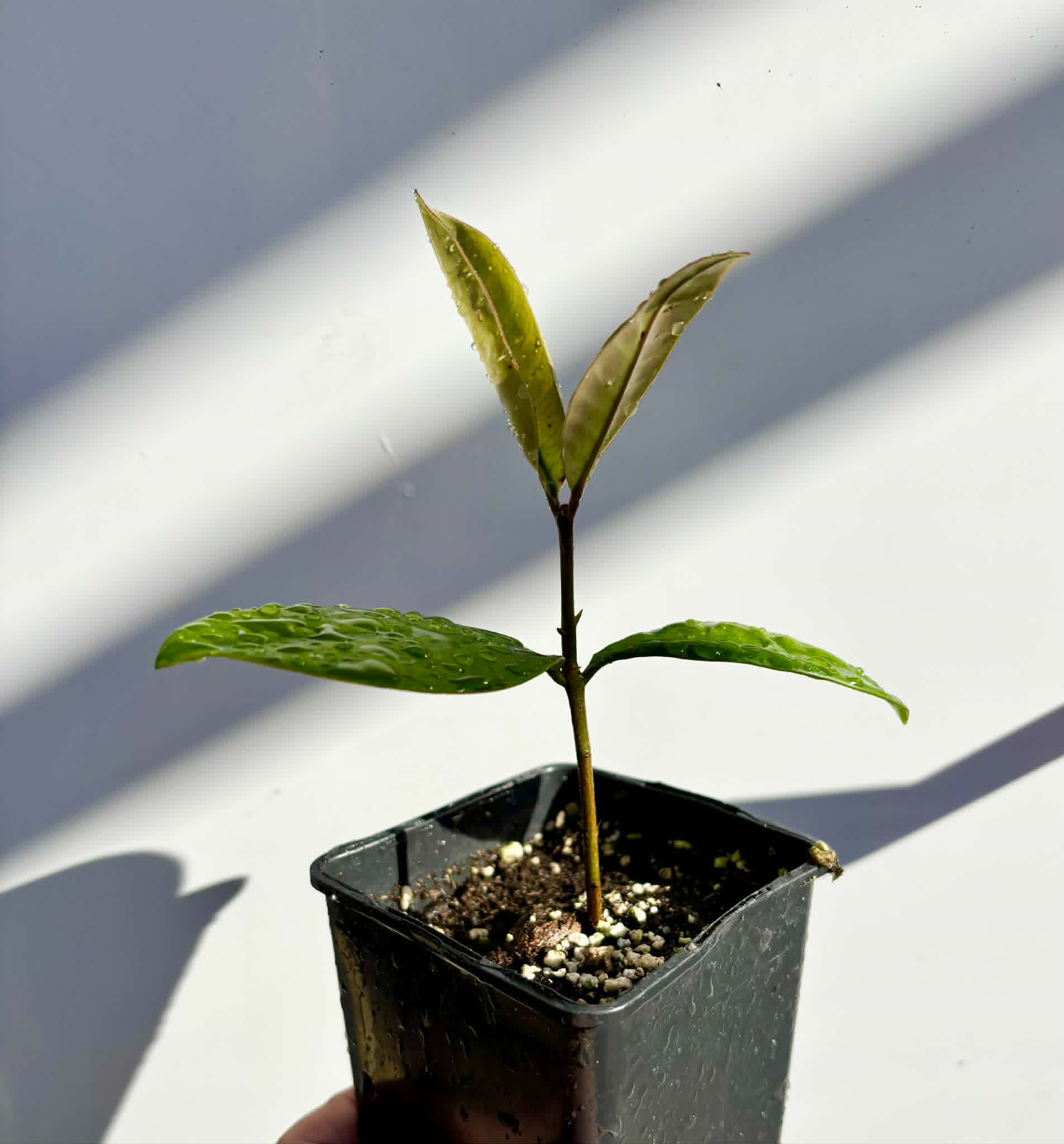 Eugenia sp Essencia negra - 1 potted seedling / 1 getopfter Sämling