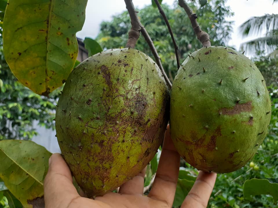 Annona montana var. Gaspar (Anestor Mezzomo) - 1 fresh seed / 1 frischer Samen