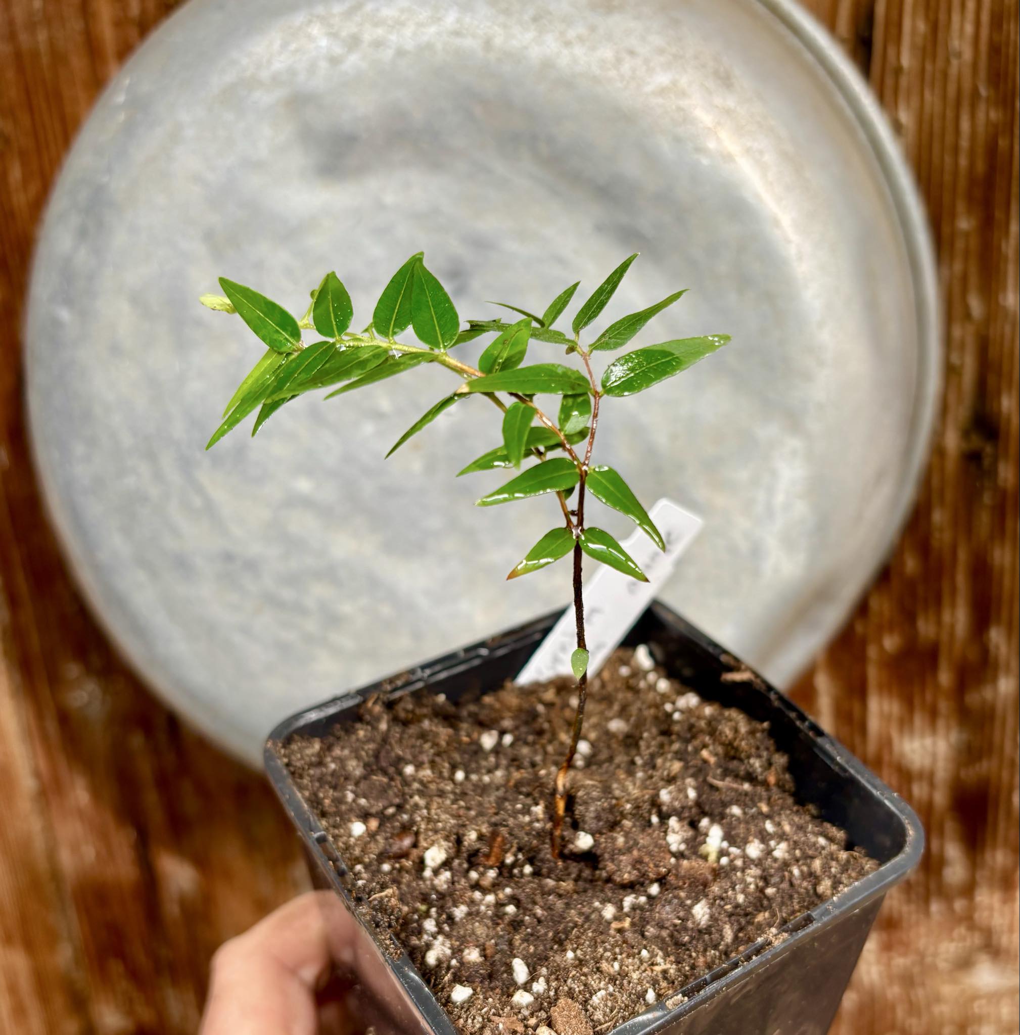 Myrciaria cuspidata ORANGE - 1 potted plant / 1 getopfte Pflanze 