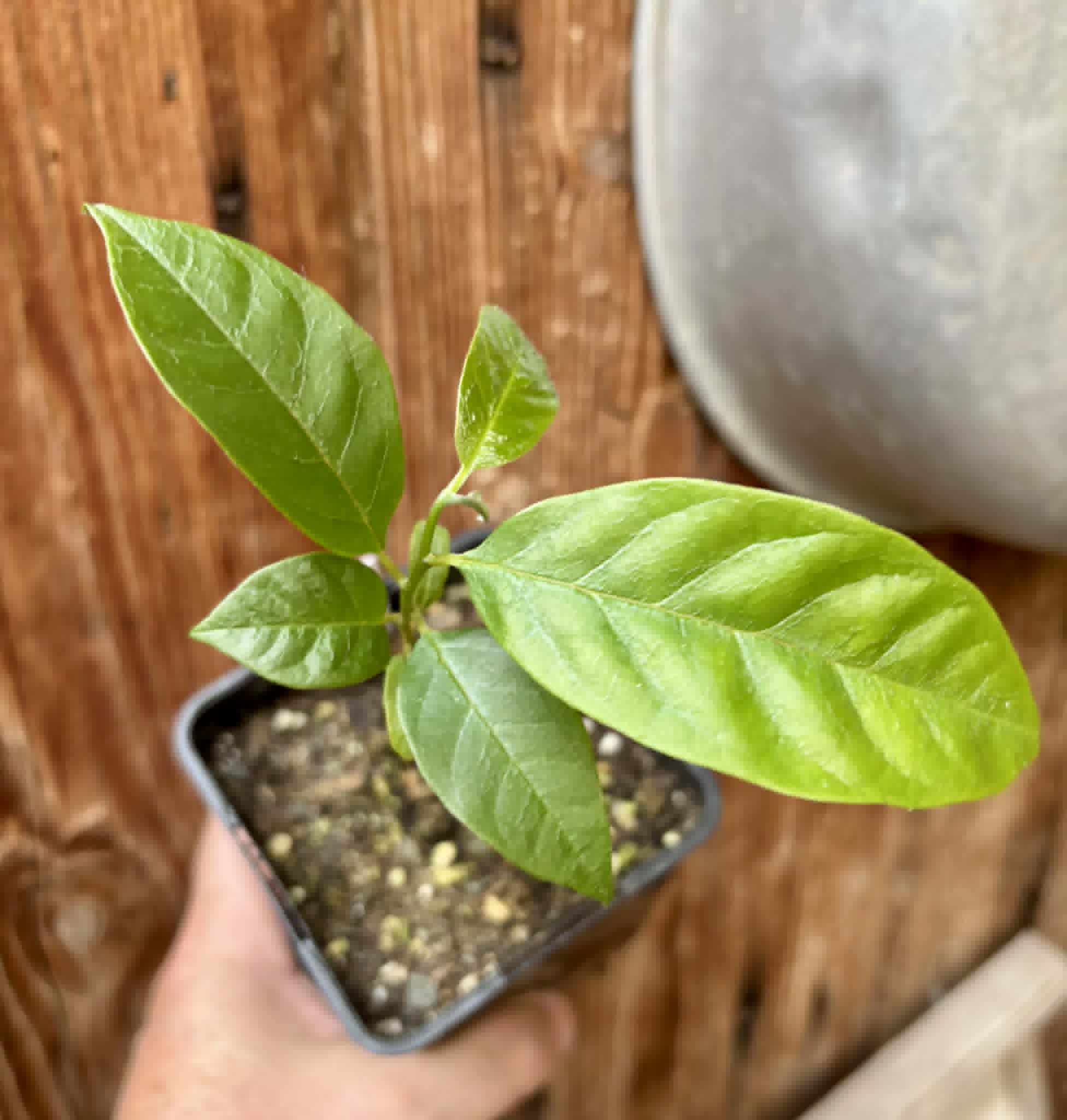 Annona reticulata var Red - 1 potted plant / 1 getopfte Pflanze