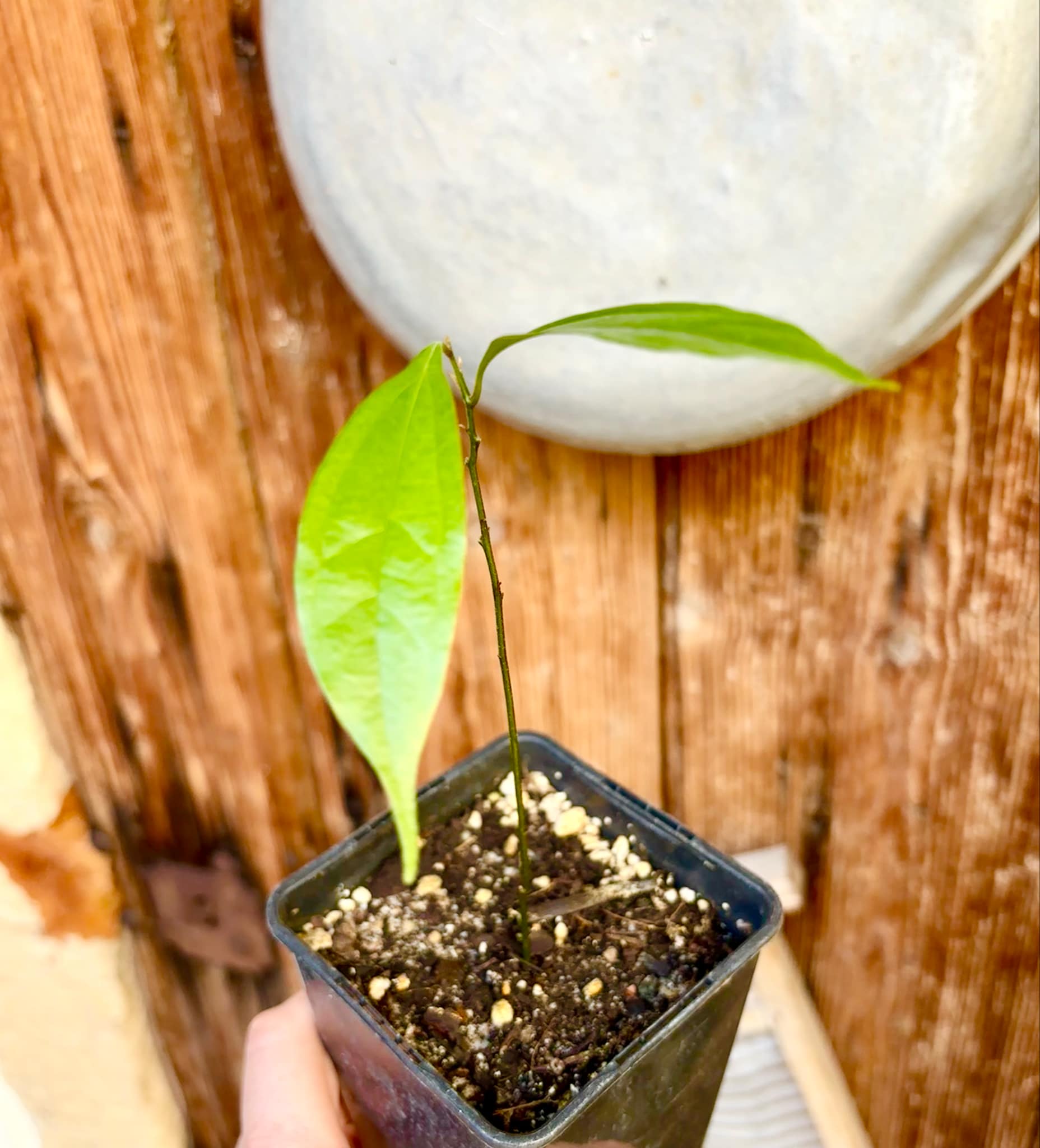ZIMT - True Cinnamon (Cinnamomum verum) -  1 potted plant / 1 getopfte Pflanze 