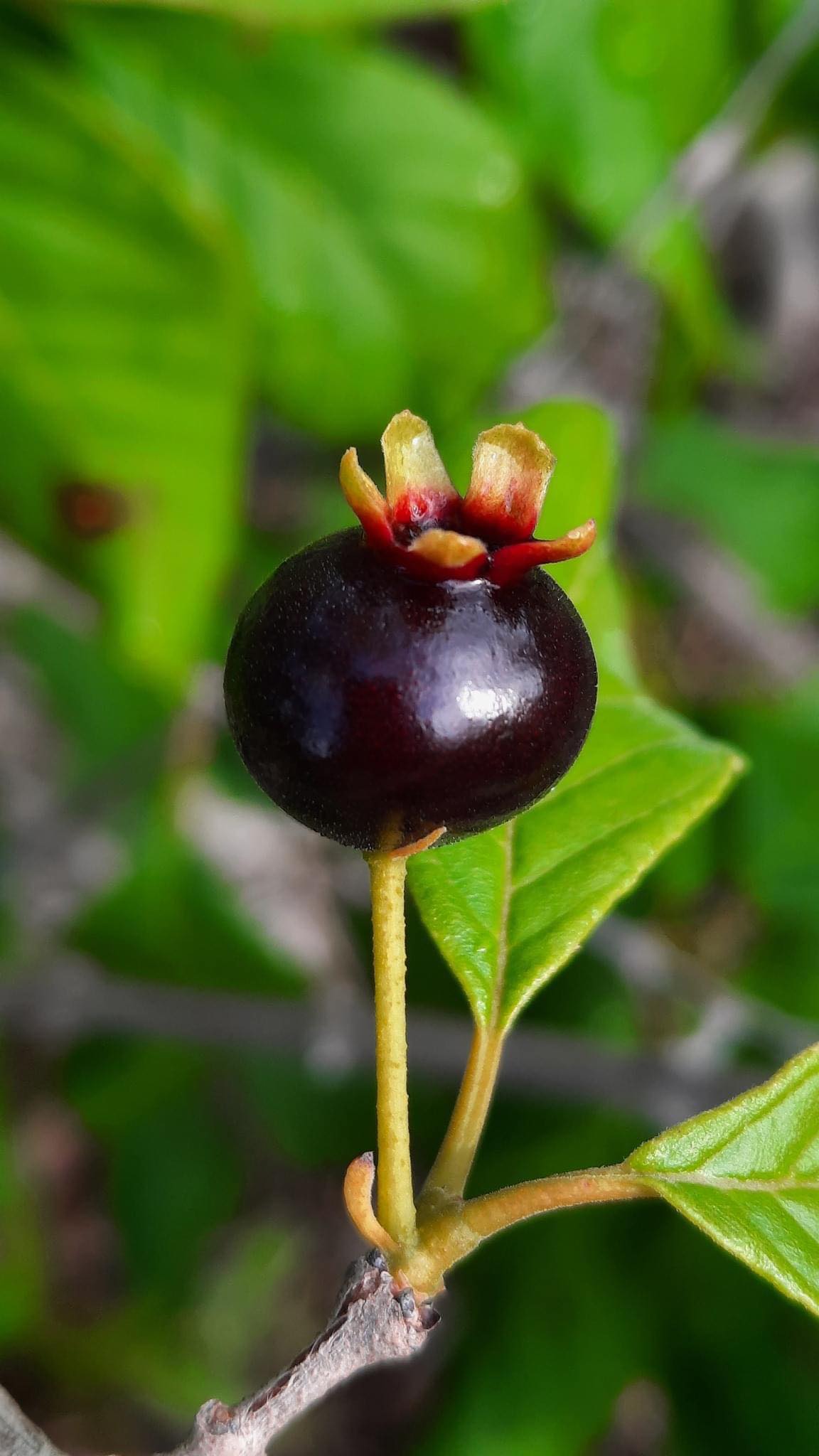 Campomanesia aromatica - Guabiraba - 1 small potted seedling / 1 kleiner, getopfter Sämling