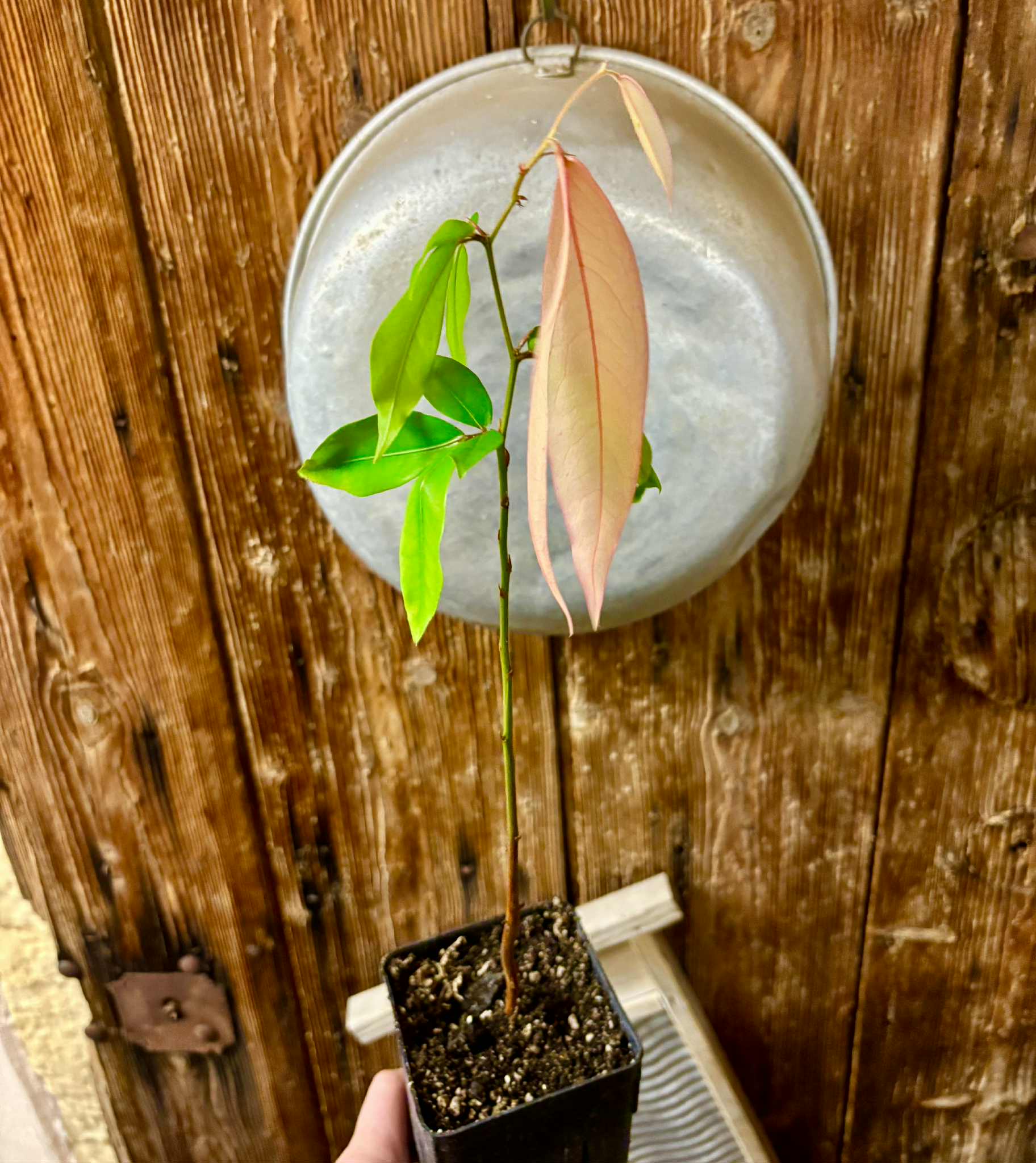 Cynometra malaccensis -  1 potted seedling / 1 getöpfter Sämling