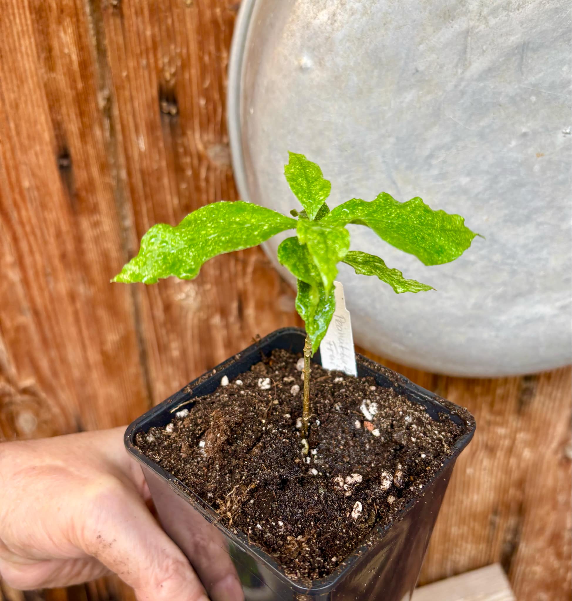 Peanutbutter Fruit (Bunchosia glandulifera) - 1 potted plant / 1 getopfte Pflanze