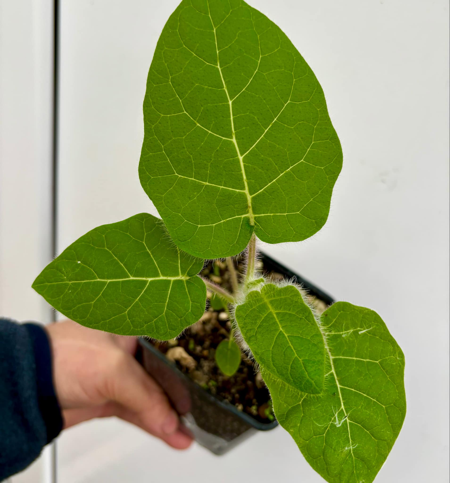 Solanum vestissimum - 1 potted plant / 1 getopfte Pflanze Solanum vestissimum - 1 potted plant / 1 getopfte Pflanze