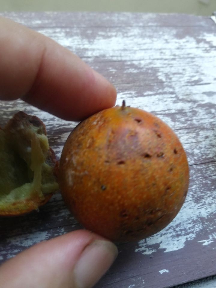 Manilkara longifolia - 1 germinated seeds / 1 gekeimter Samen