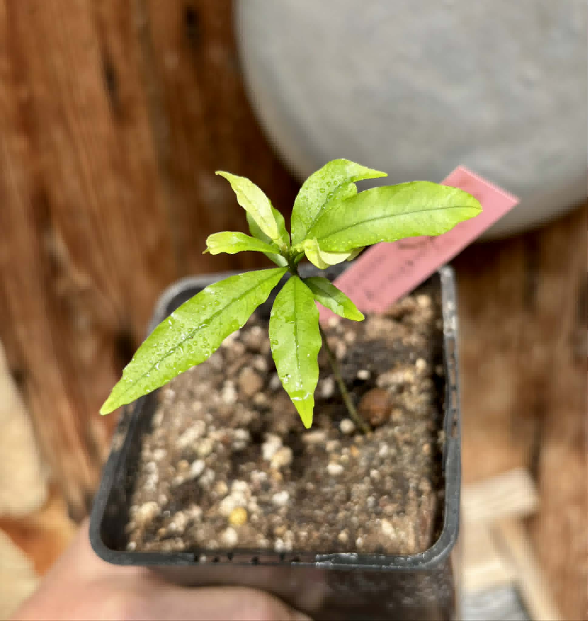 Unknown fruit from Amazonas Rondonia Brasil - 1 potted seedling / 1 getopfter Sämling