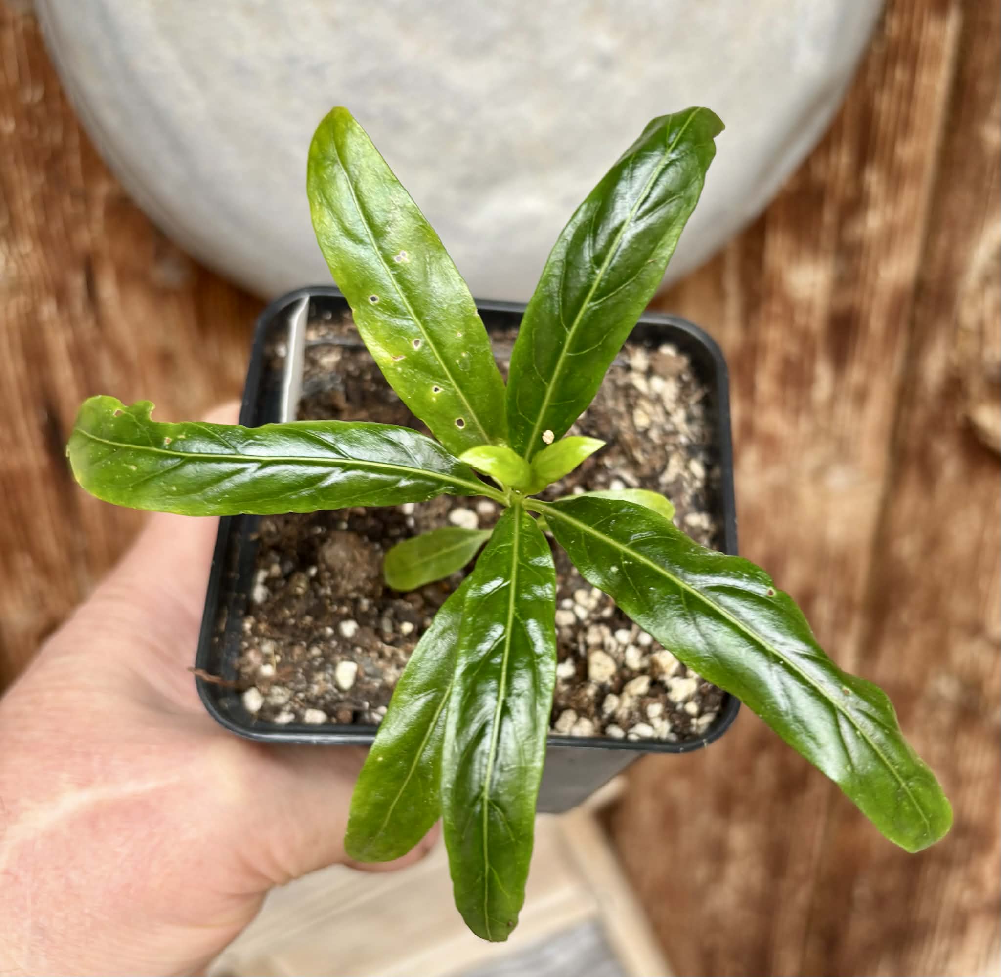 Noni (Morinda citrifolia) - 1 small potted seedling / 1 kleiner, getopfter Sämling