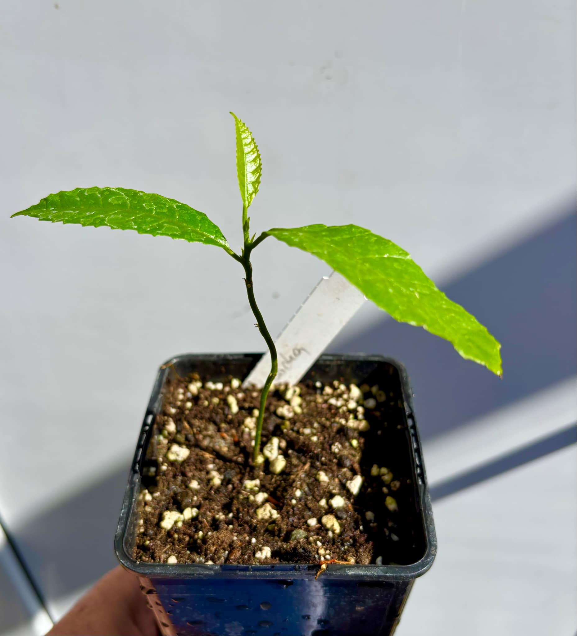 Artocarpus lacucha - Lakoocha  -  1 small potted plant / 1 kleine, getopfte Pflanze