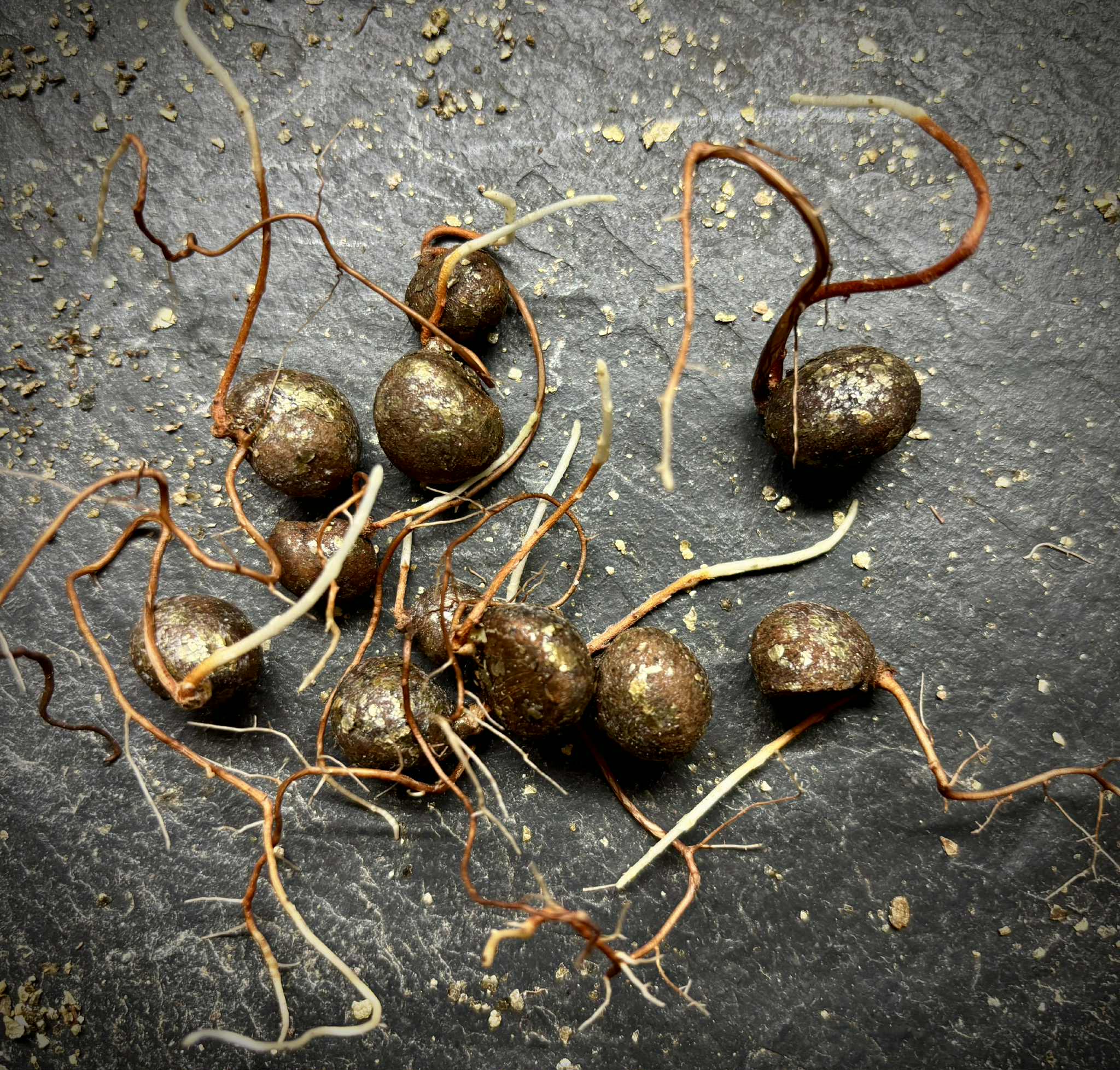 Eugenia macrobracteolata - Pitanga Juba - 1 germinated seed / 1 gekeimter Samen