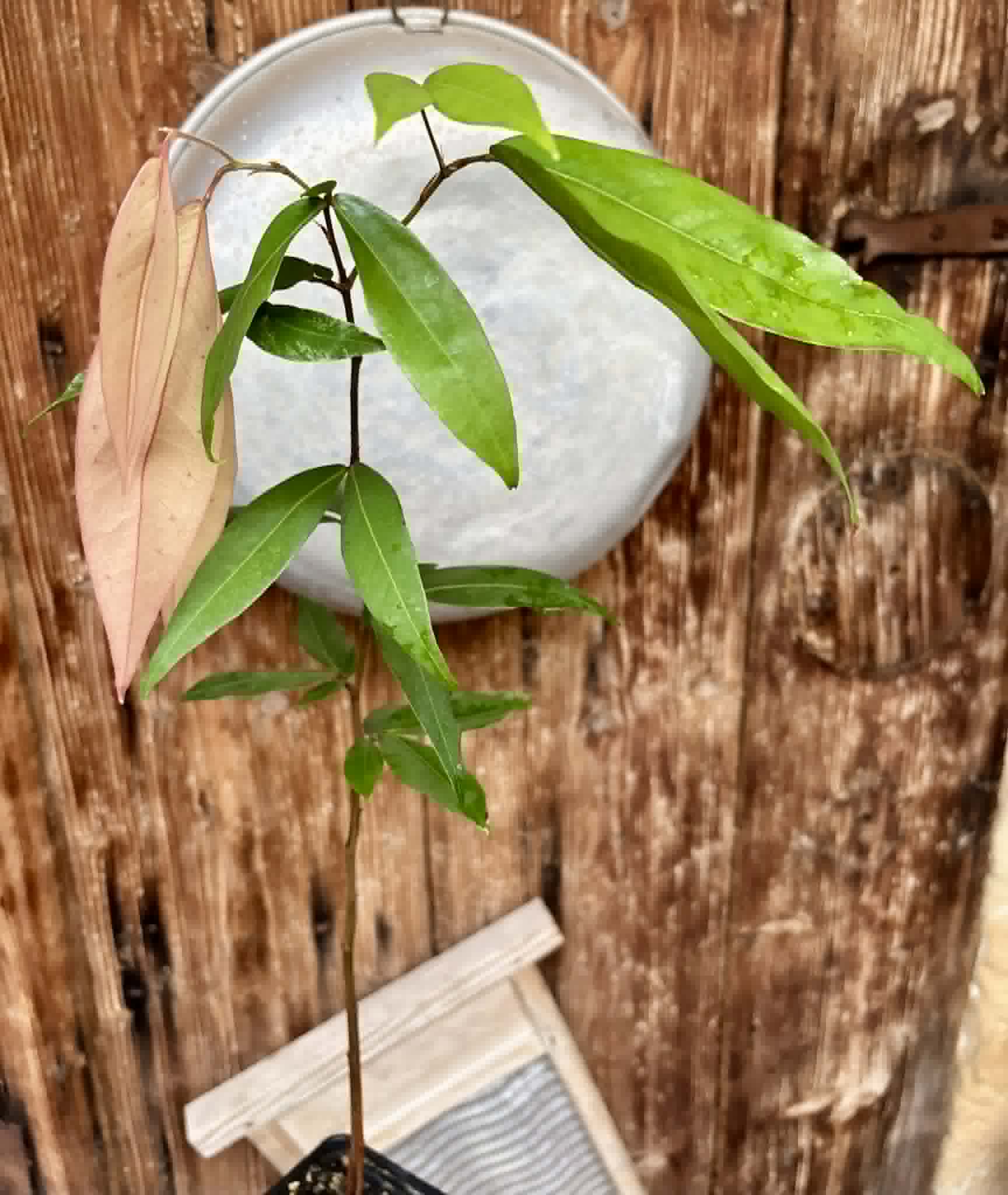 Cynometra malaccensis -  1 potted plant / 1 getopfte Pflanze