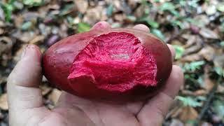 Pre Order - Garcinia latissima - 1 fresh seed / 1 frischer Samen