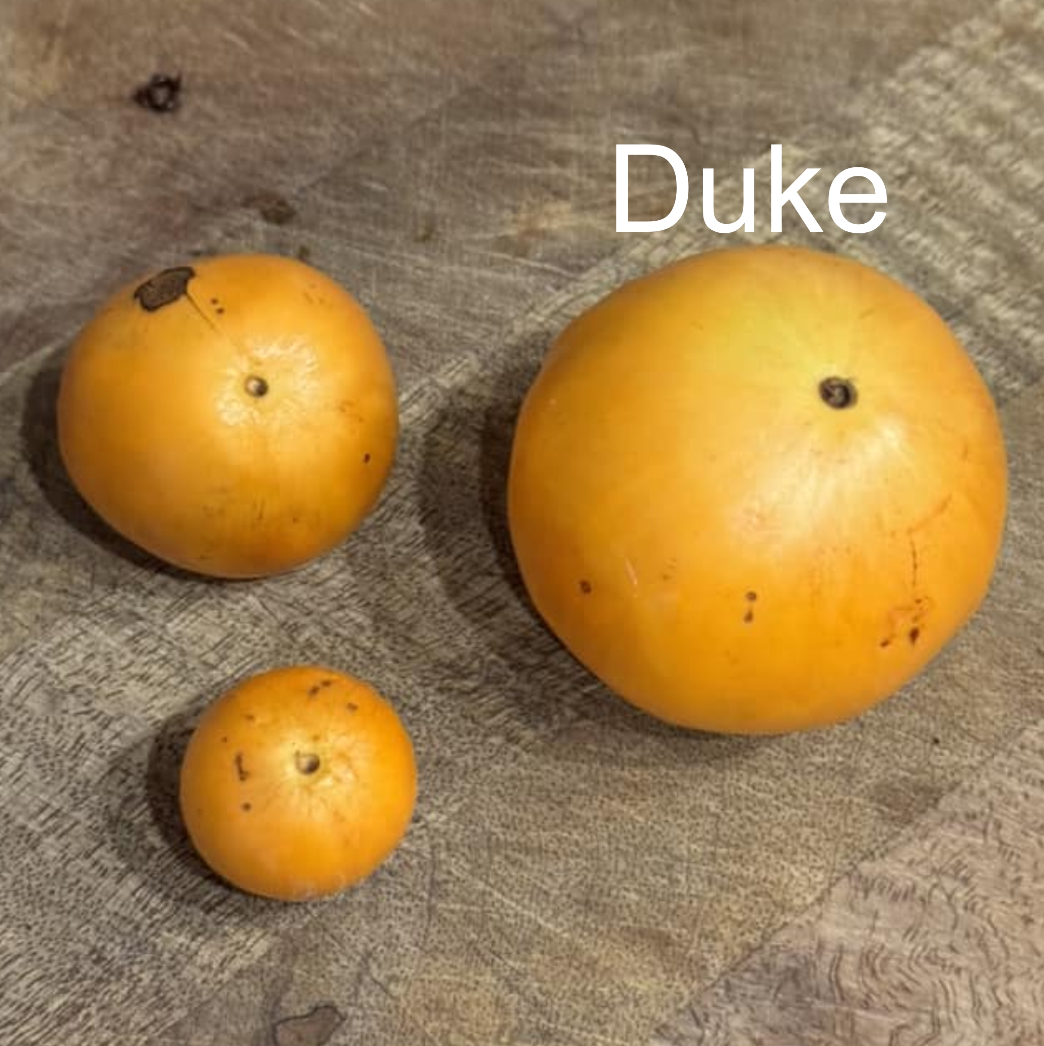 Cambuca var. Duke (Plinia edulis) - 1 fresh seed / 1 frischer Samen